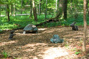 Gathering of Animals