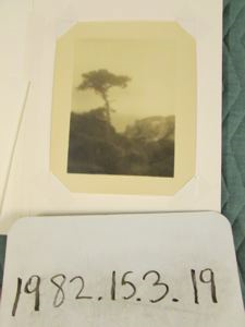 Hazy Tree