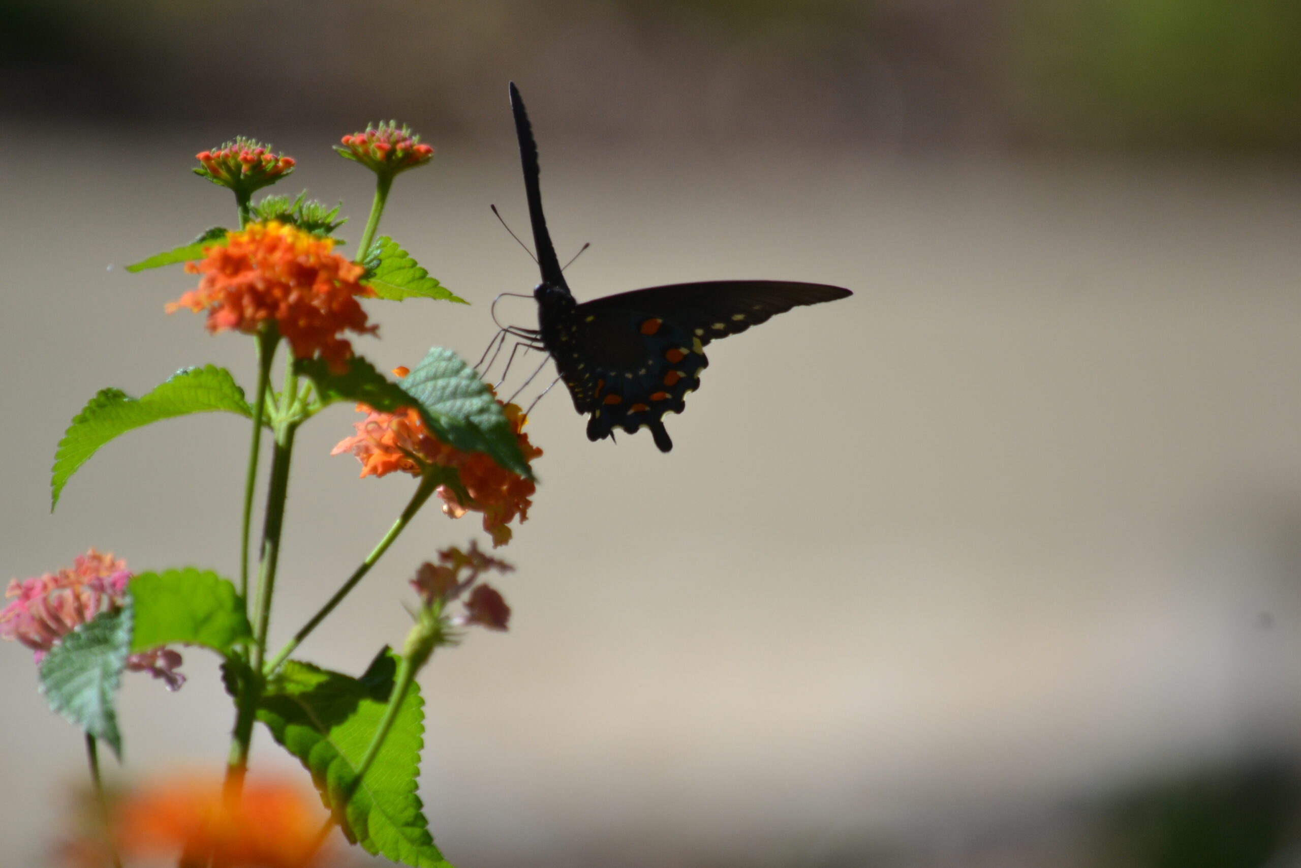 2024 Member Spotlight_MSwitzer_photo3