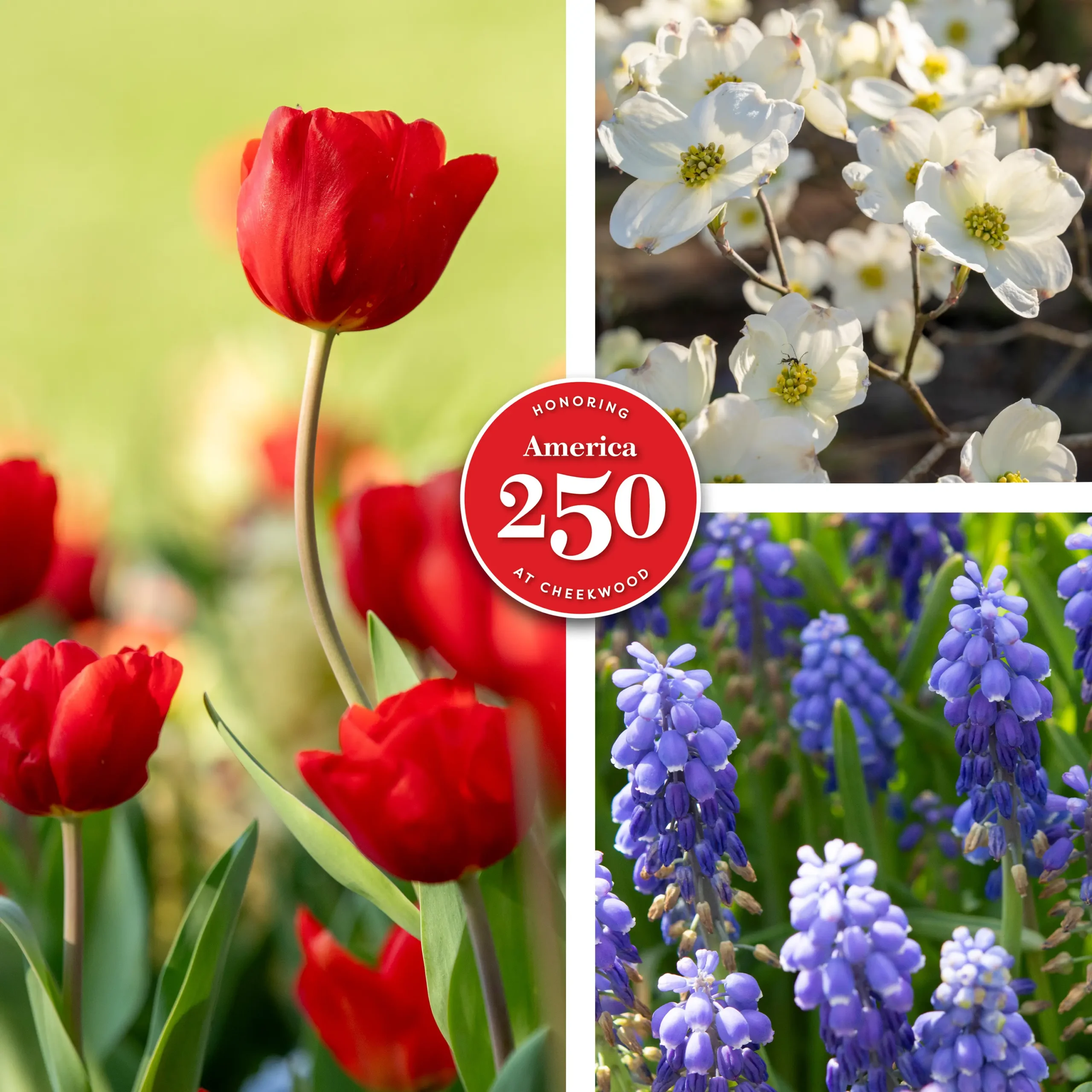 2026 01 04 - Blooms Banner 3000wx3000h