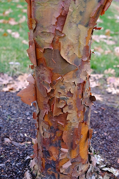 Acer-griseum-2001-0340-Arboretum