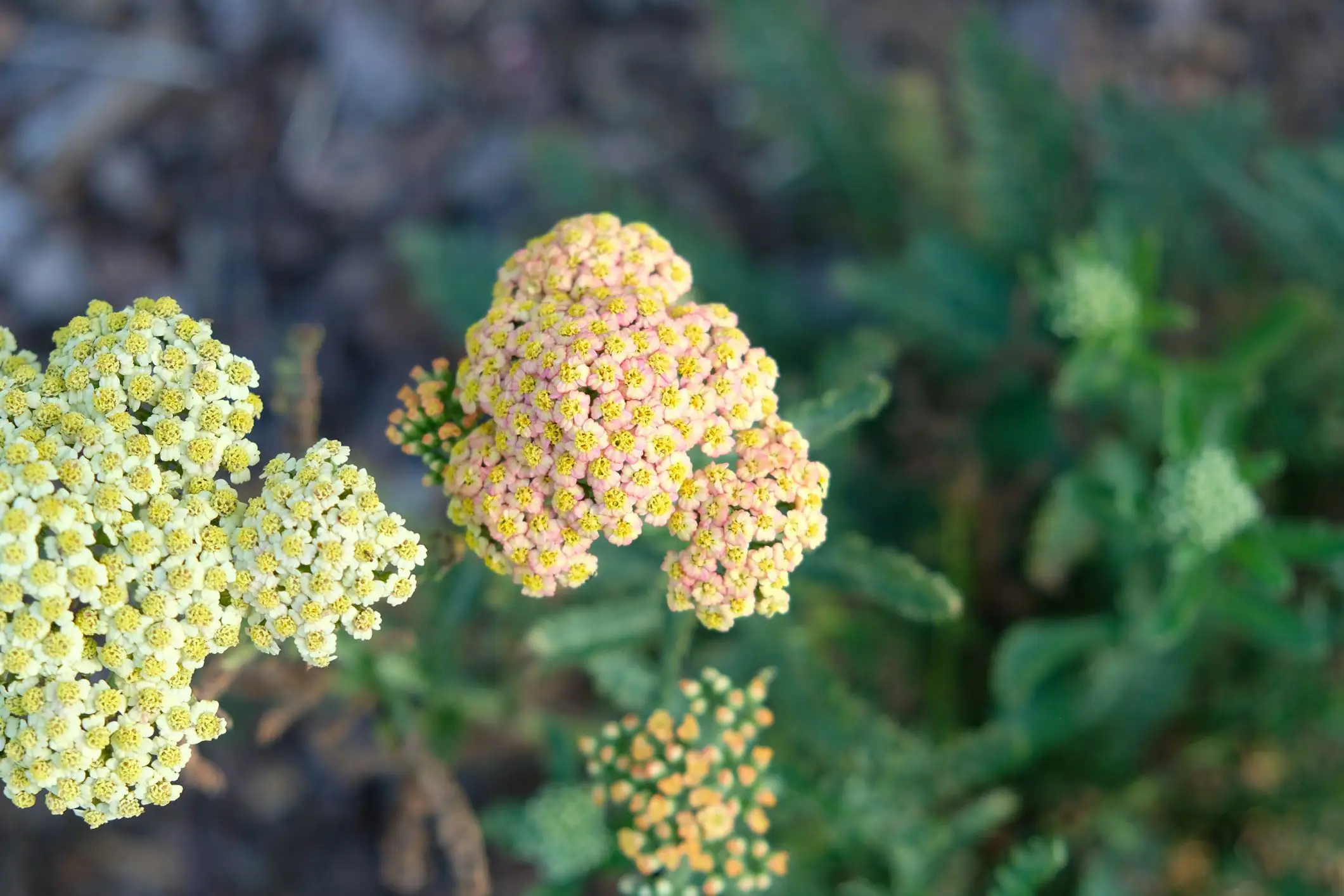 Achillea 'Firefly Peach Sky'