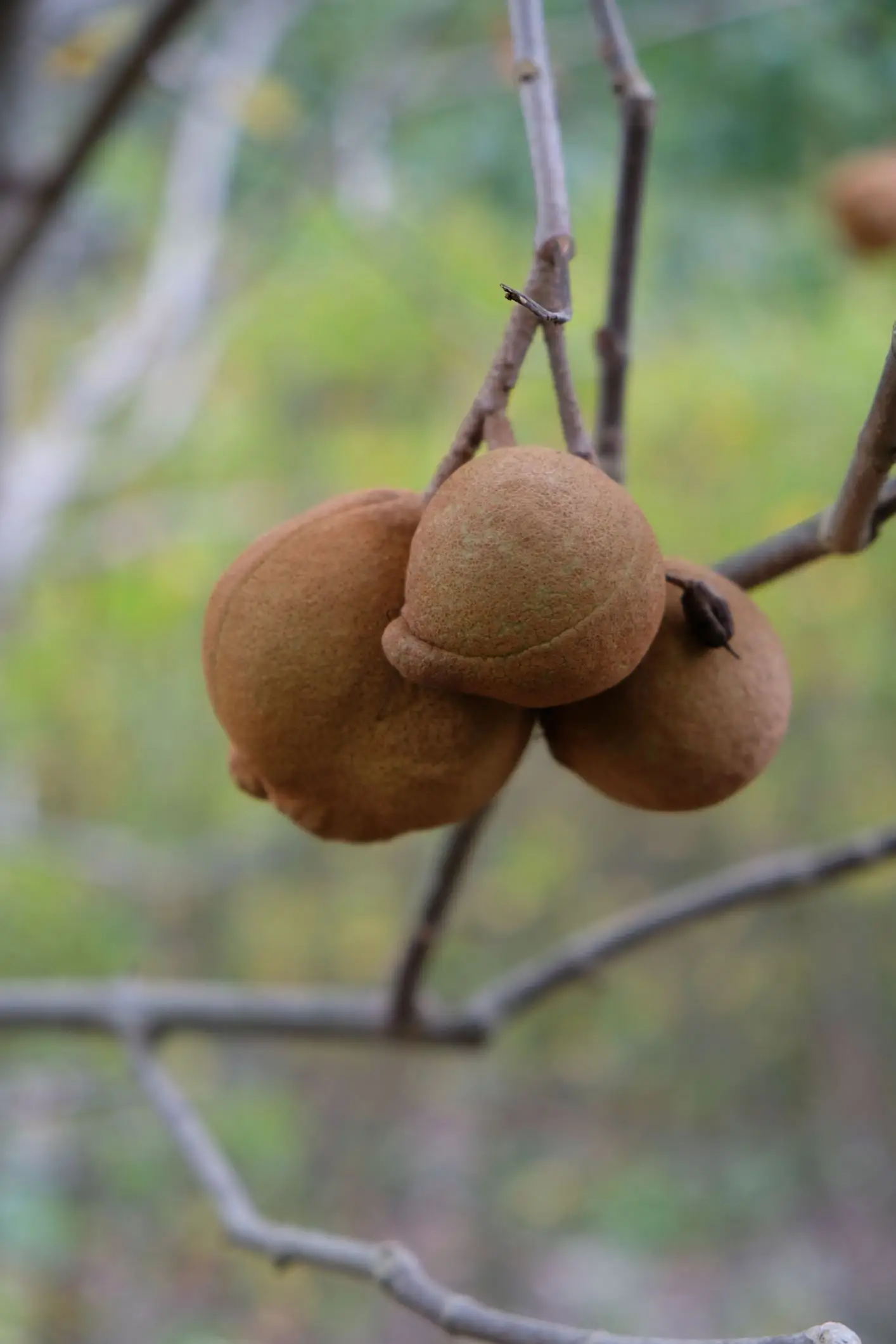 Aesculus pavia