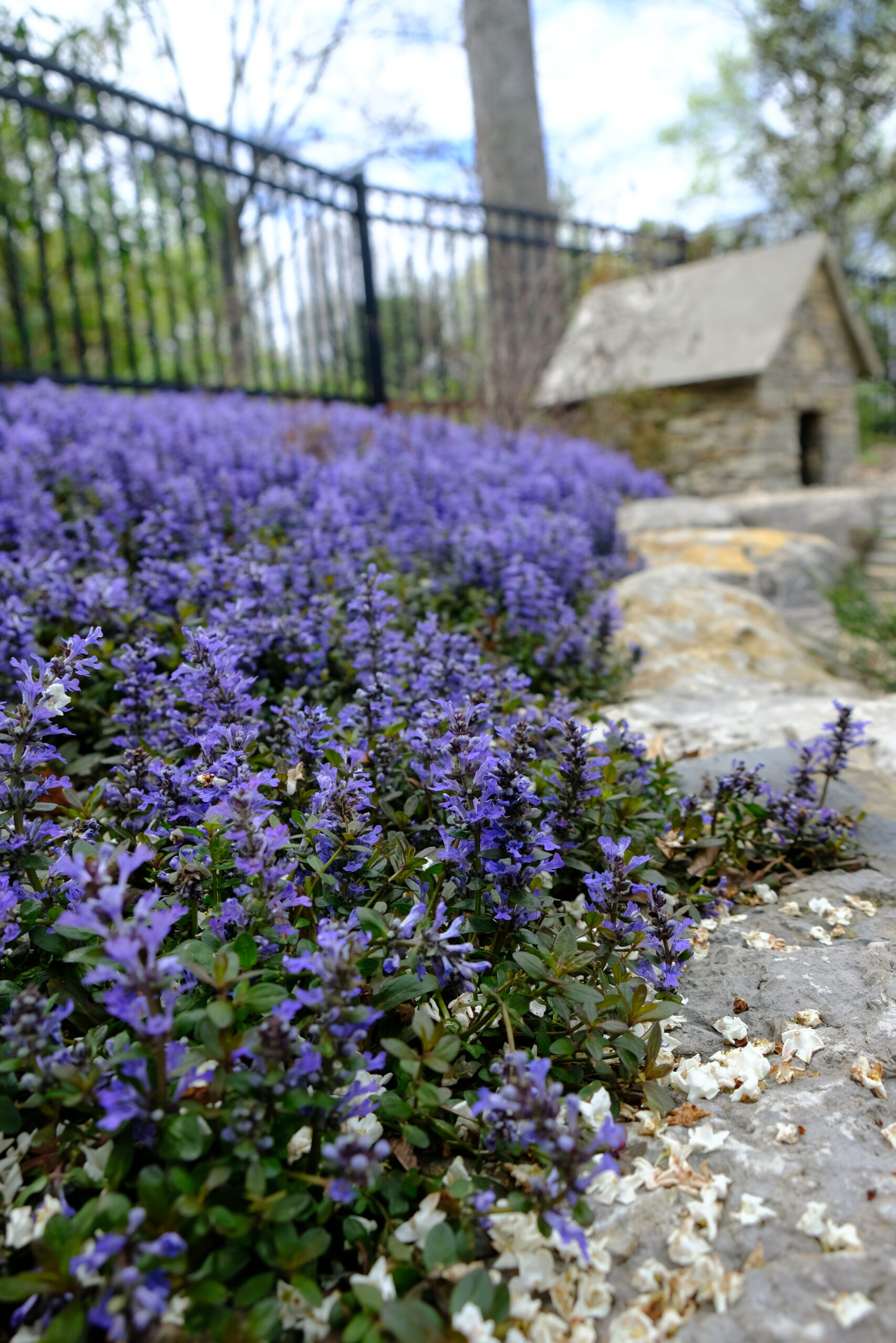 Ajuga 'chocolate chip