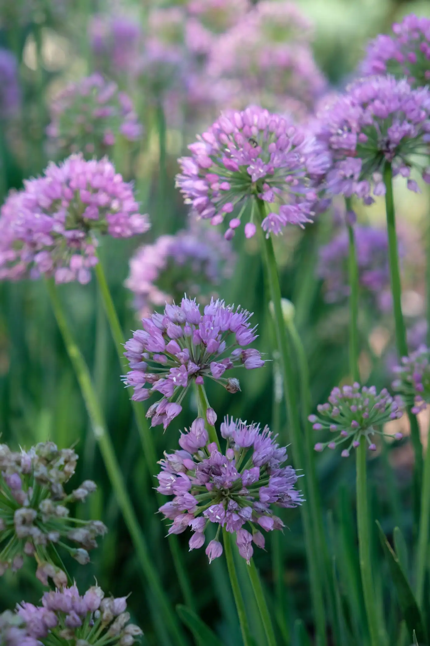 Allium 'Serendipty'
