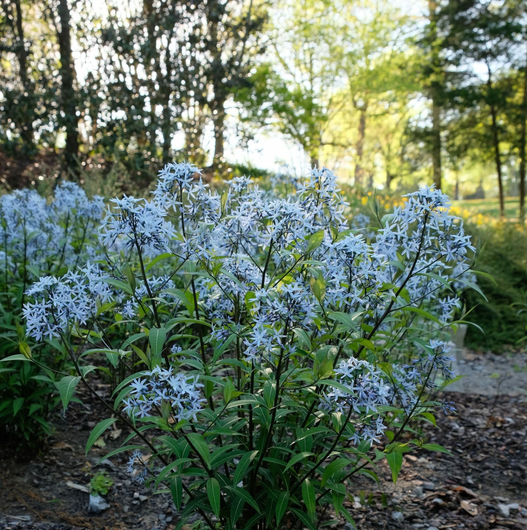 Amsonia tabernaemontana 'Thunder Cloud'