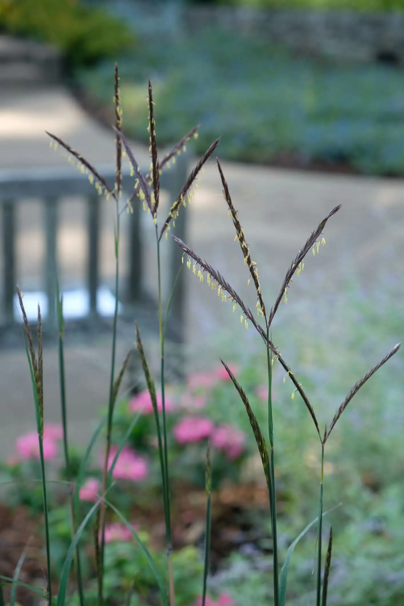 Andropogon gerardii 'Holy Smoke'
