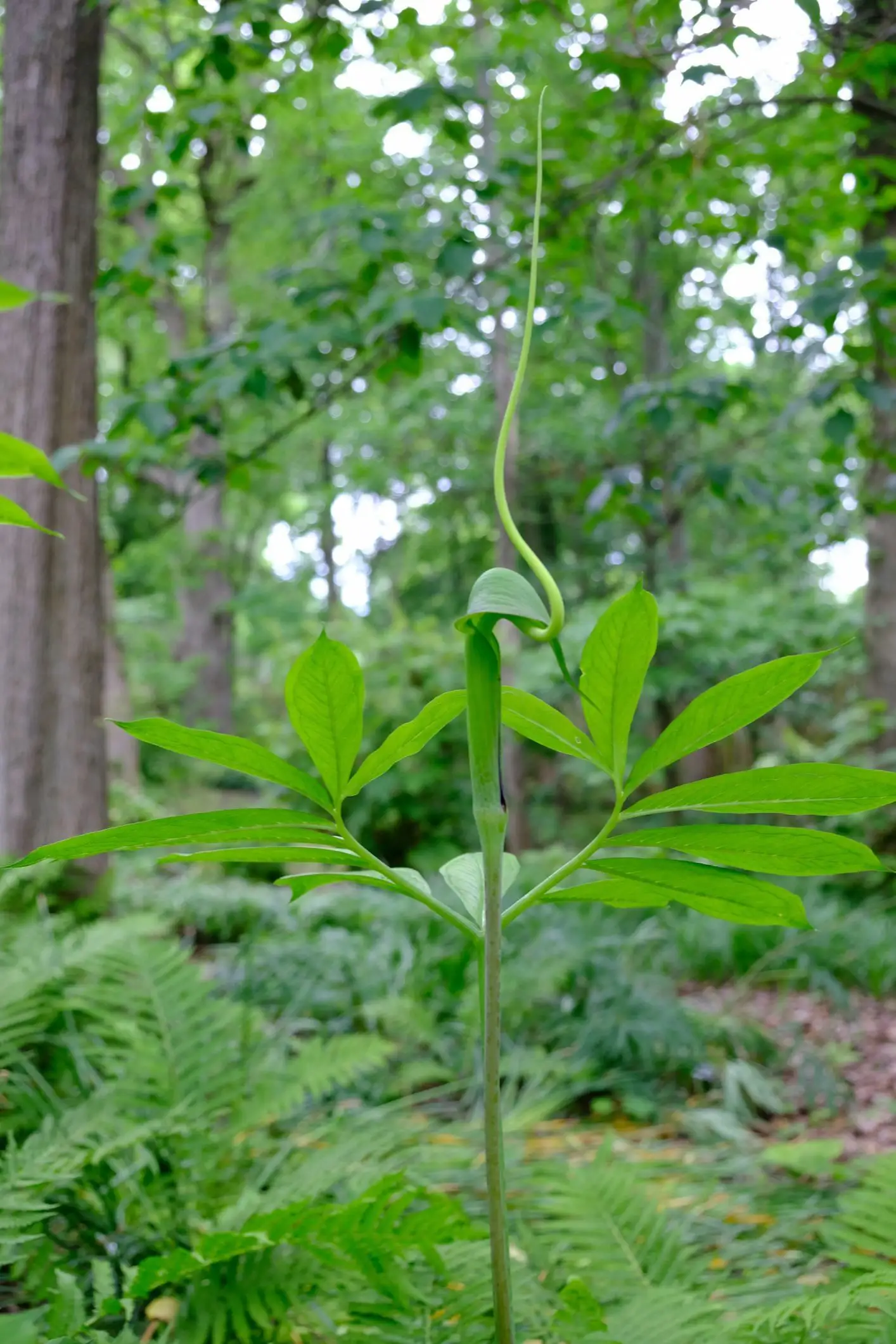 Arisaema heterophyllum