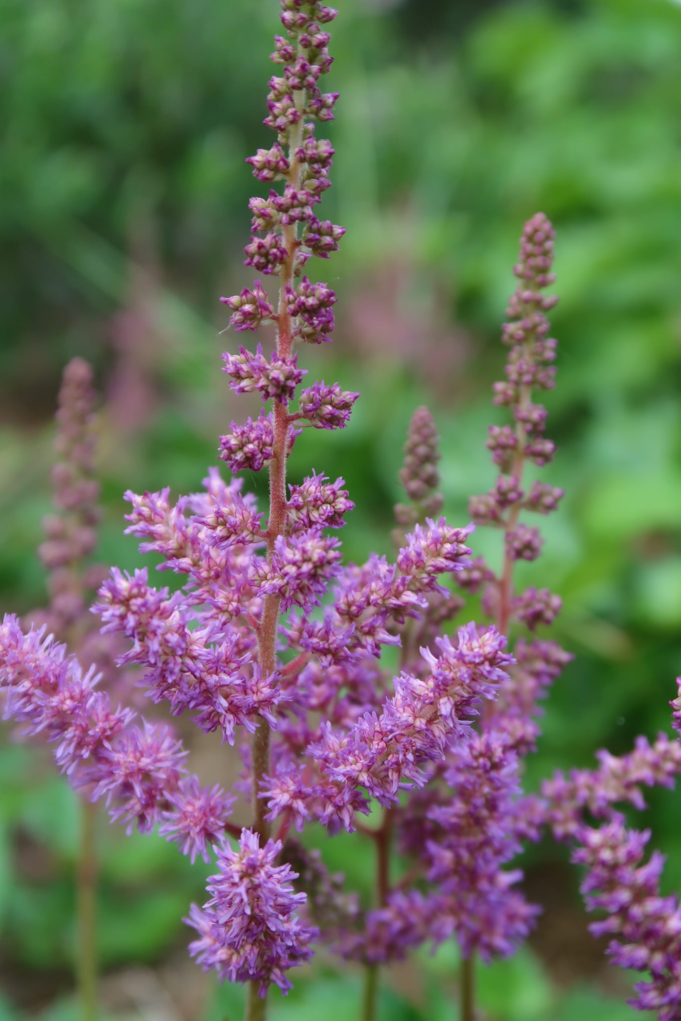 Astilbe-chinensis-Visions-in-Purple-2018-0019-6-1365x2048