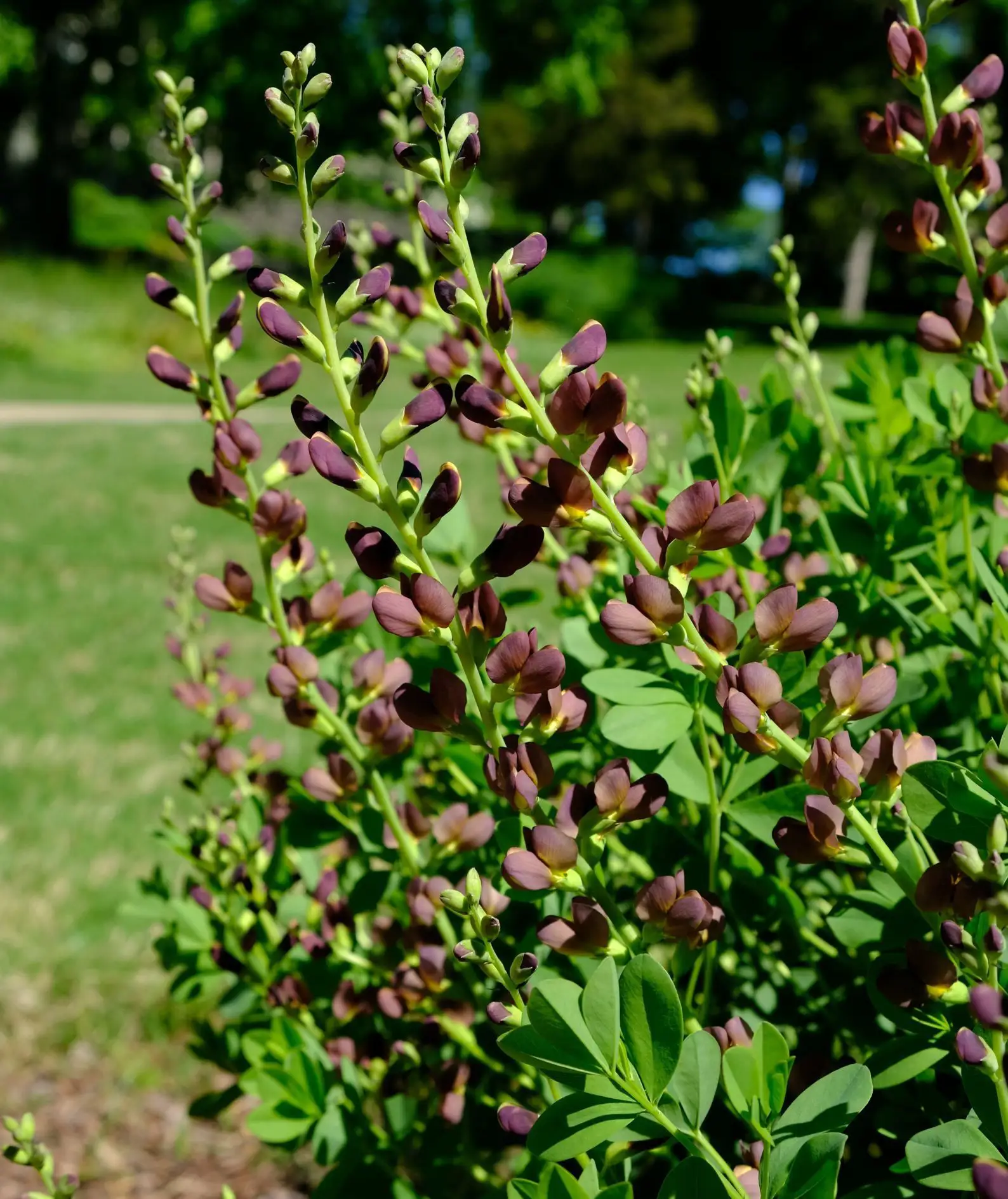 Baptisia australis 'Dutch Chocolate'