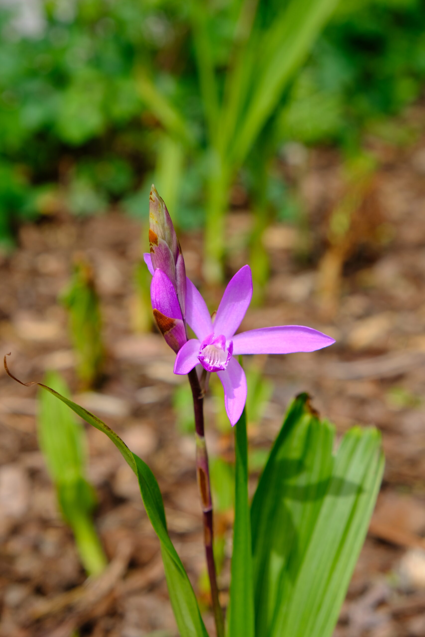 Bletilla striata 'Albostriata'