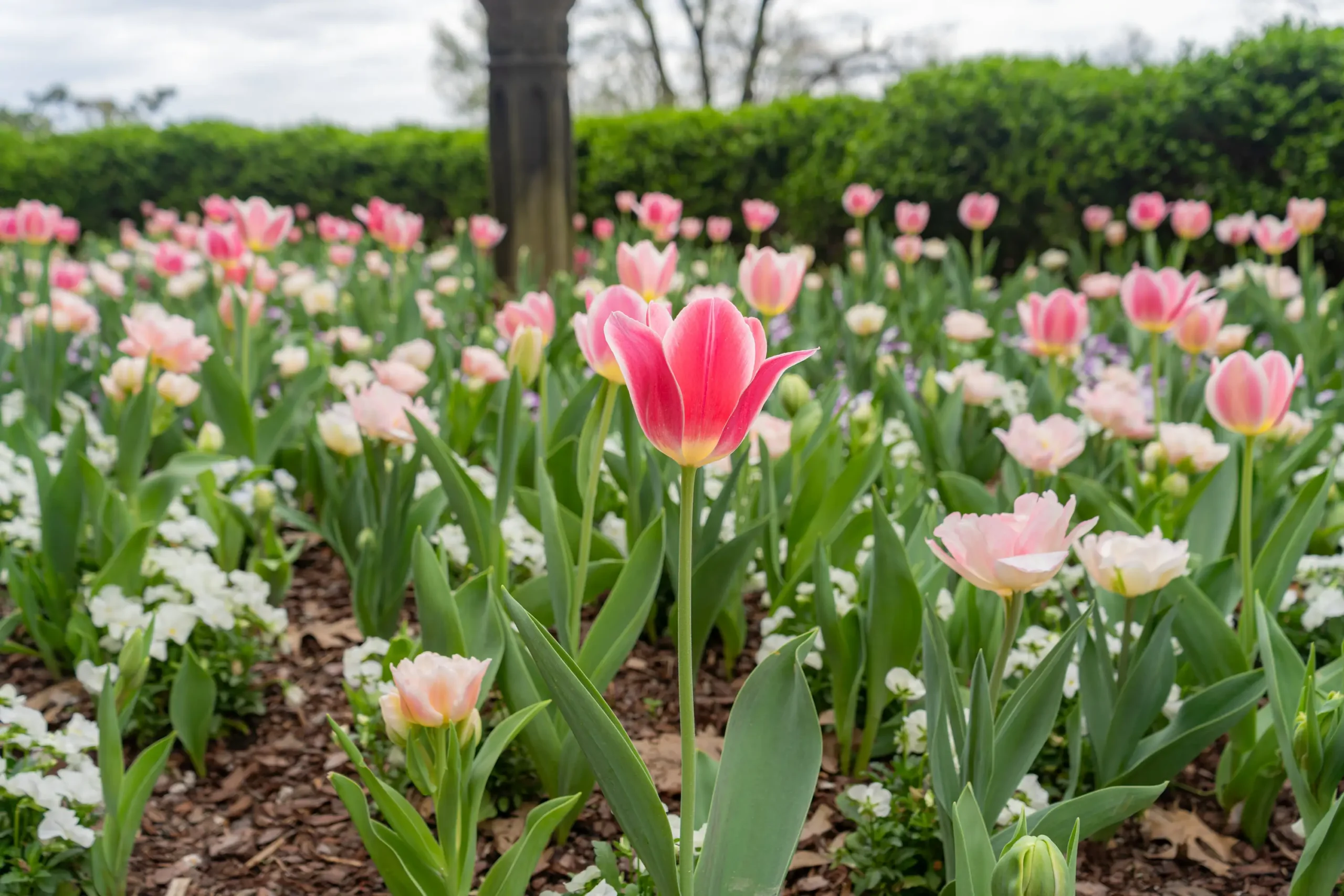 Bulb Planning for Spring-001