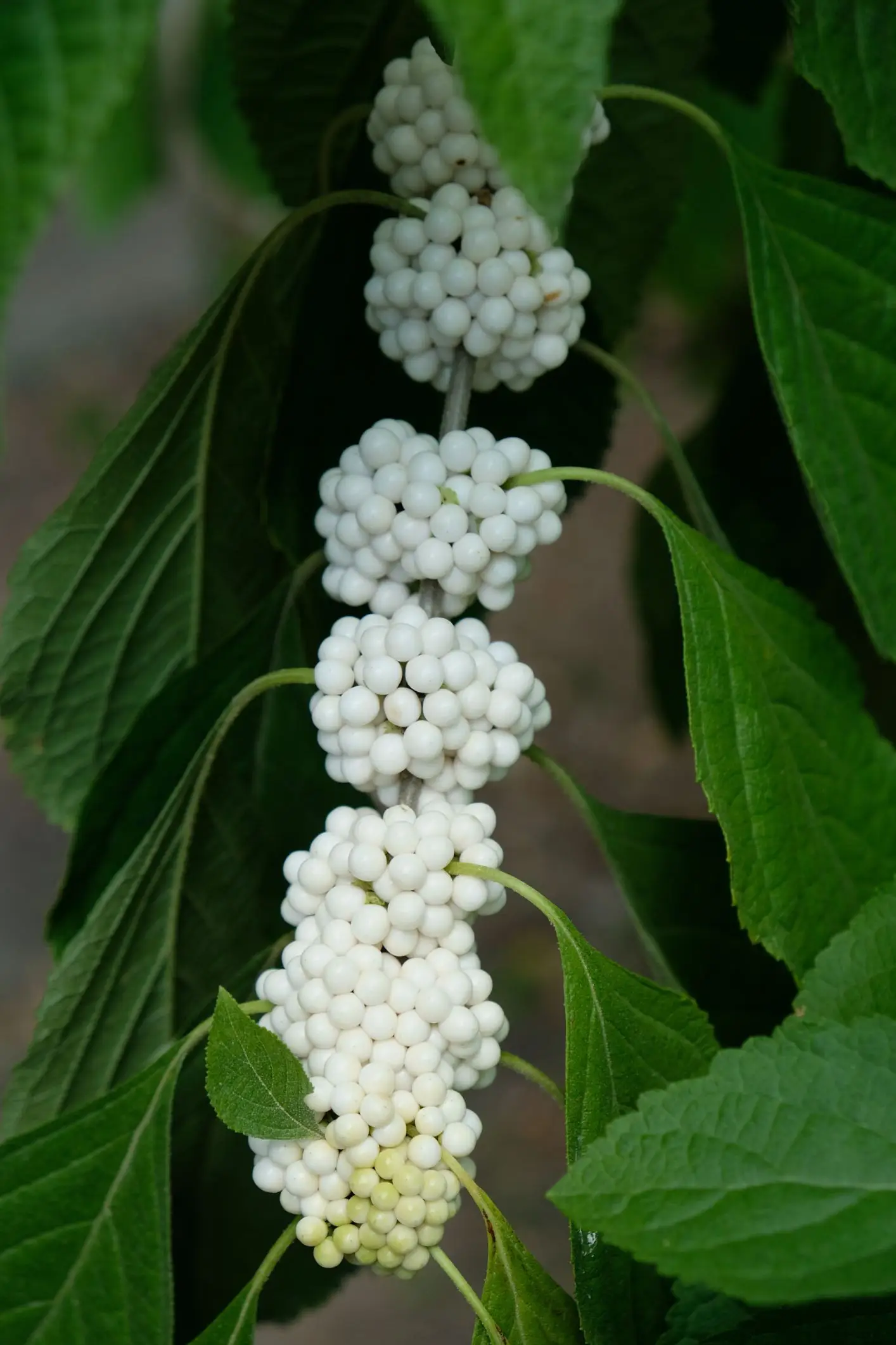 Callicarpa americana f. lactea