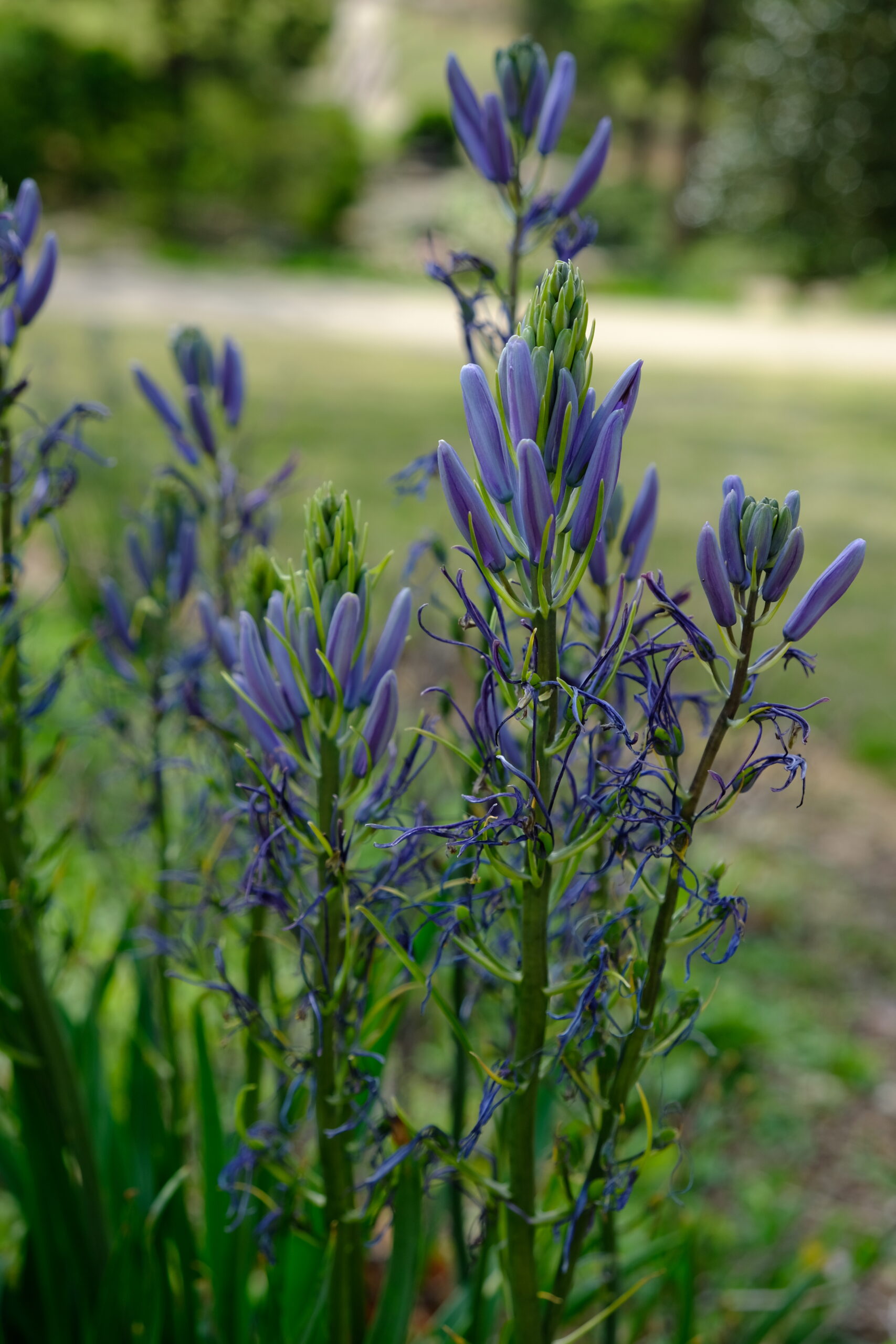 Camassia leichtlinii