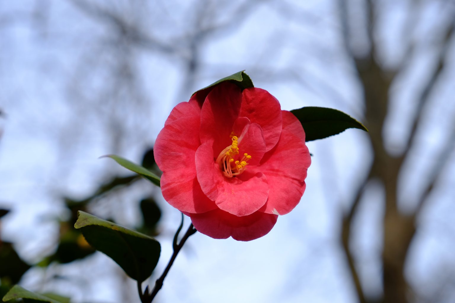 Camellia-japonica-6-1536x1024