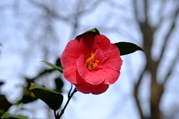 Camellia-japonica-6