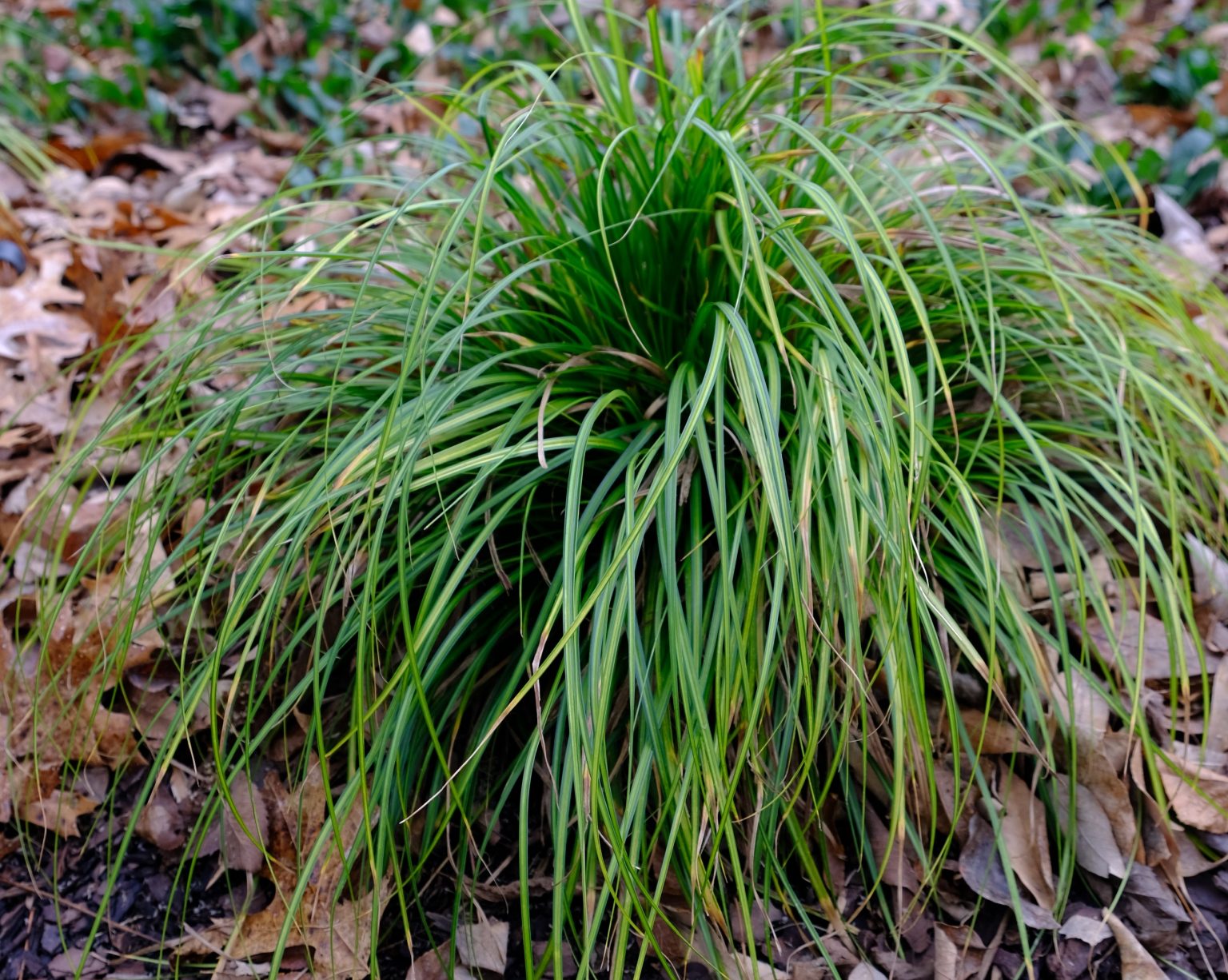 Carex-oshimensis-Evercolor-Everlime-1-Copy-1536x1226