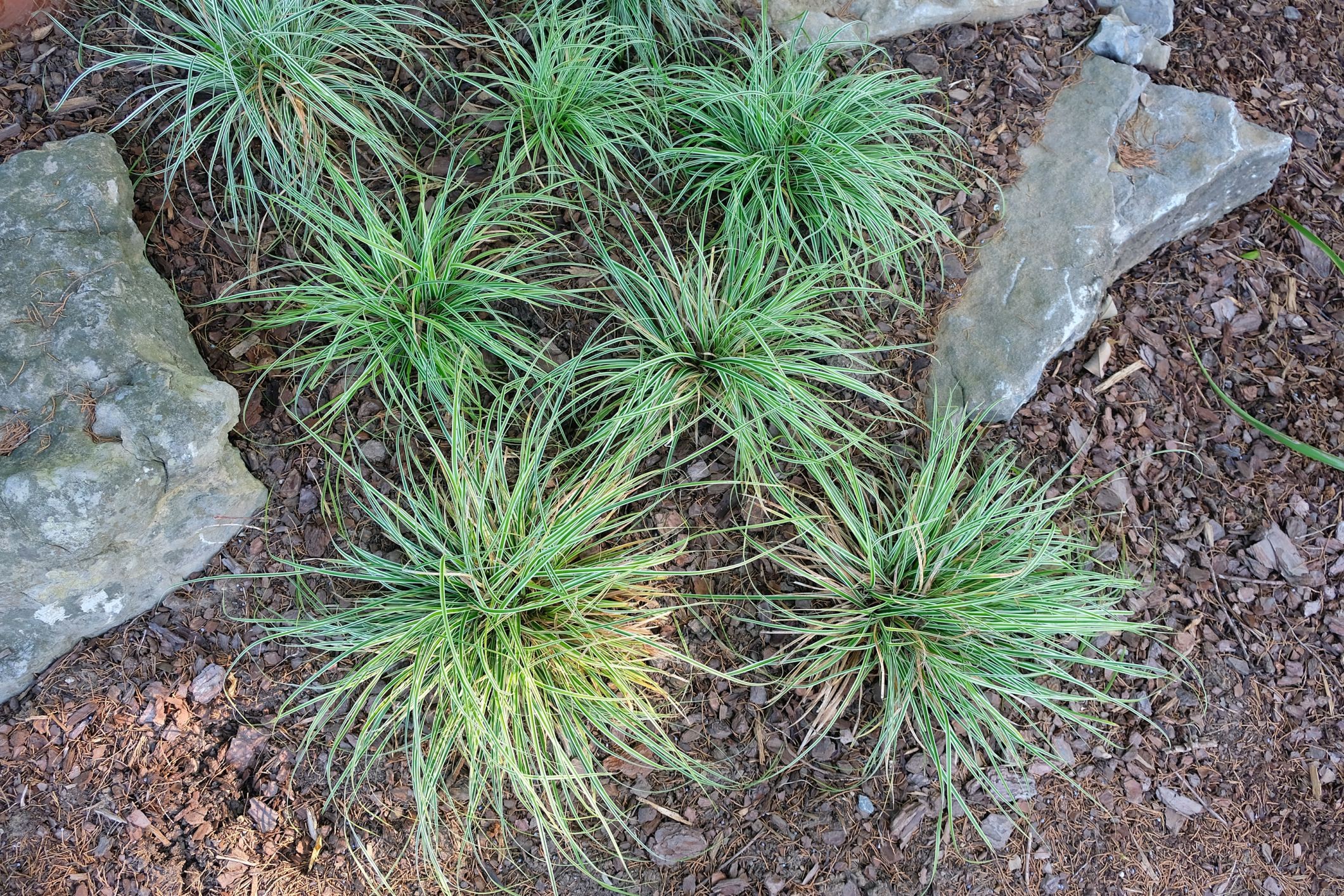 Carex oshimensis 'Everest' EverColor