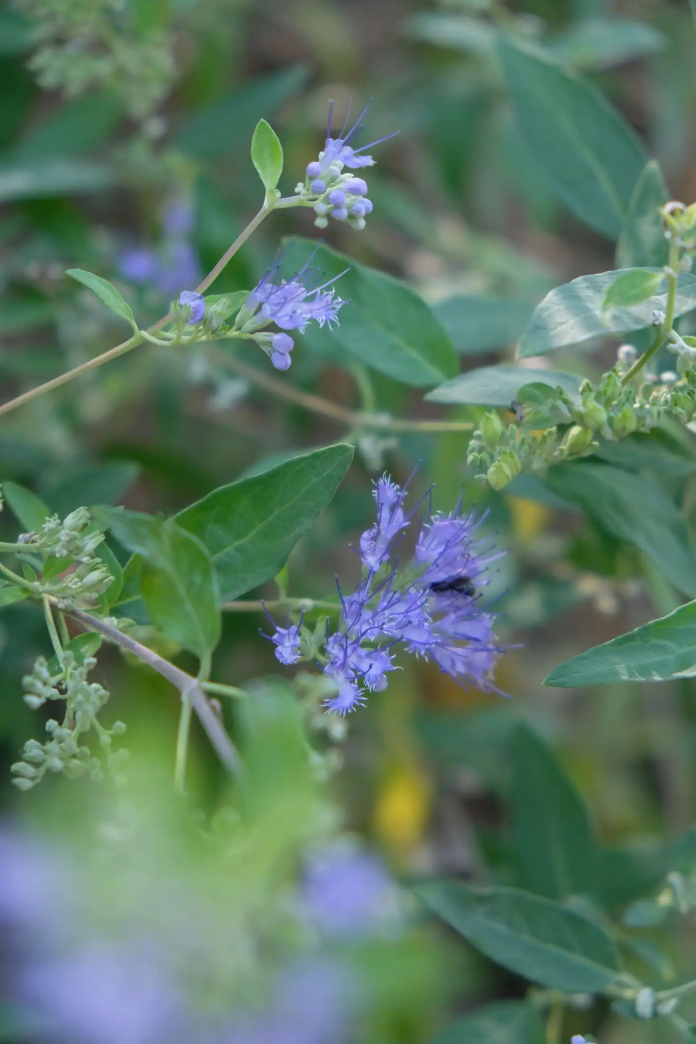 Caryopteris × clandonensis 'Blue Mist'