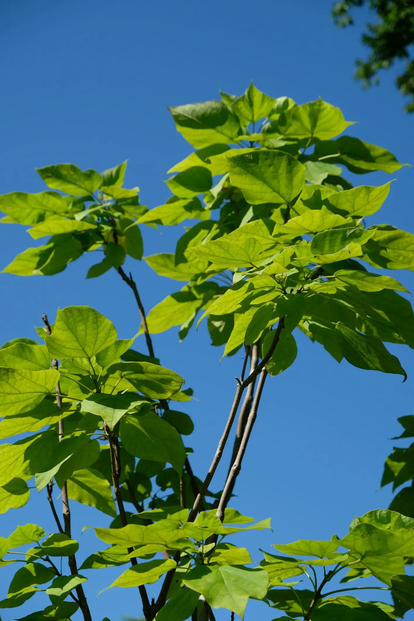 Catalpa speciosa