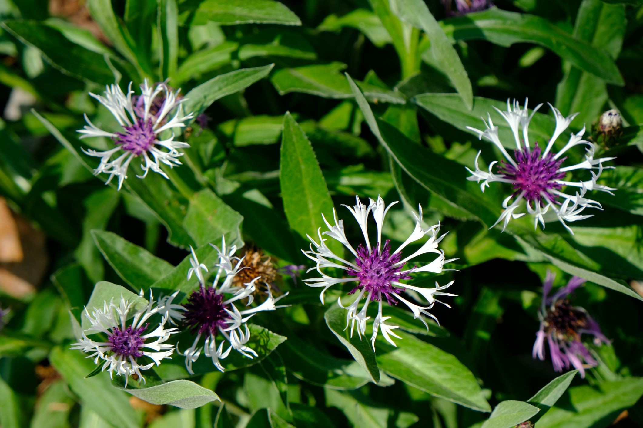 Centaurea montana 'Amethyst in Snow'