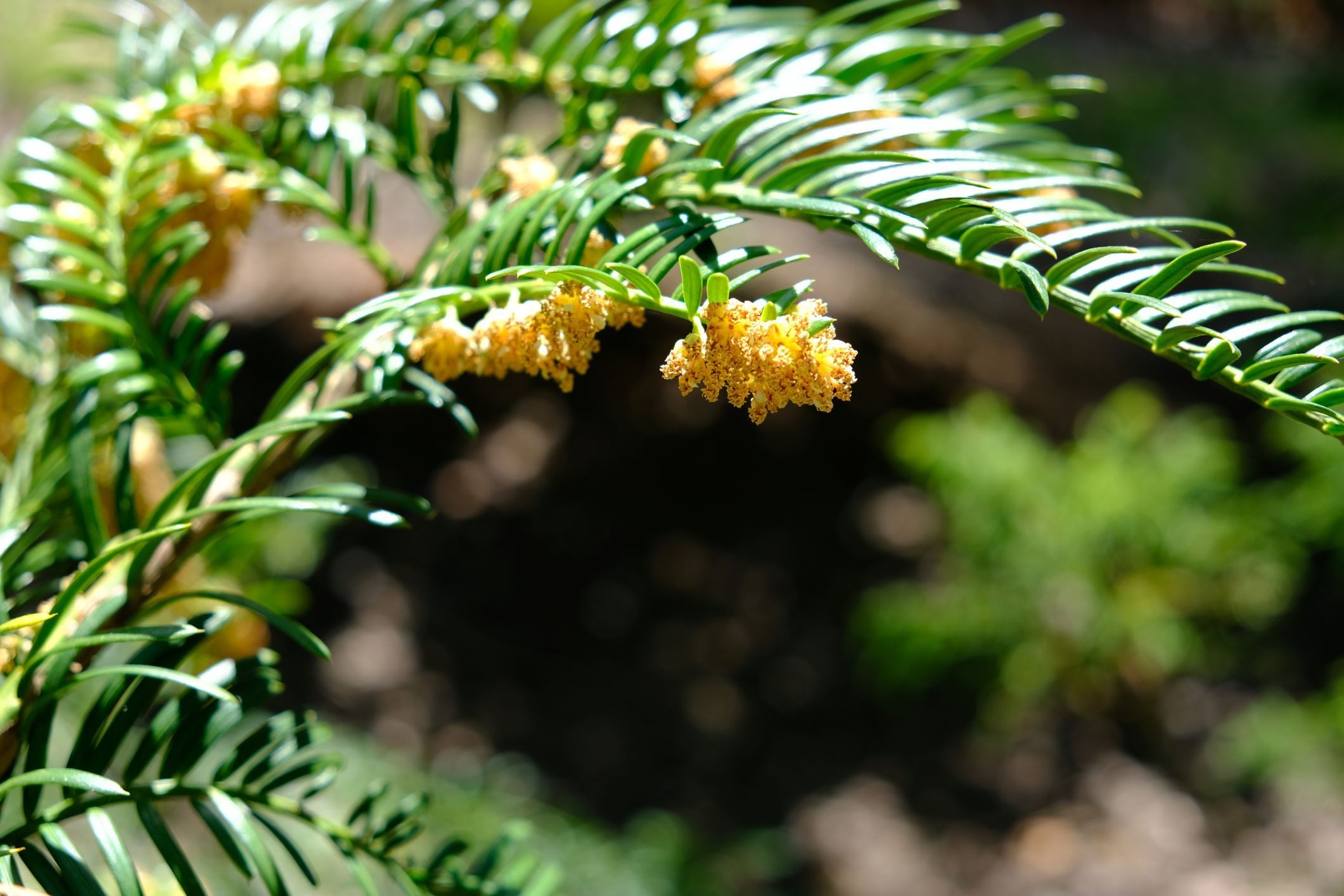 Cephalotaxus harringtonia