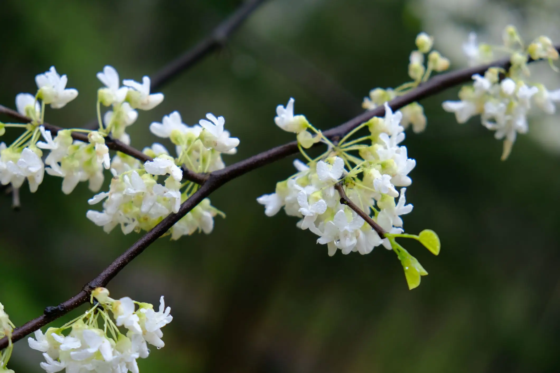 Cercis canadensis 'Alba'