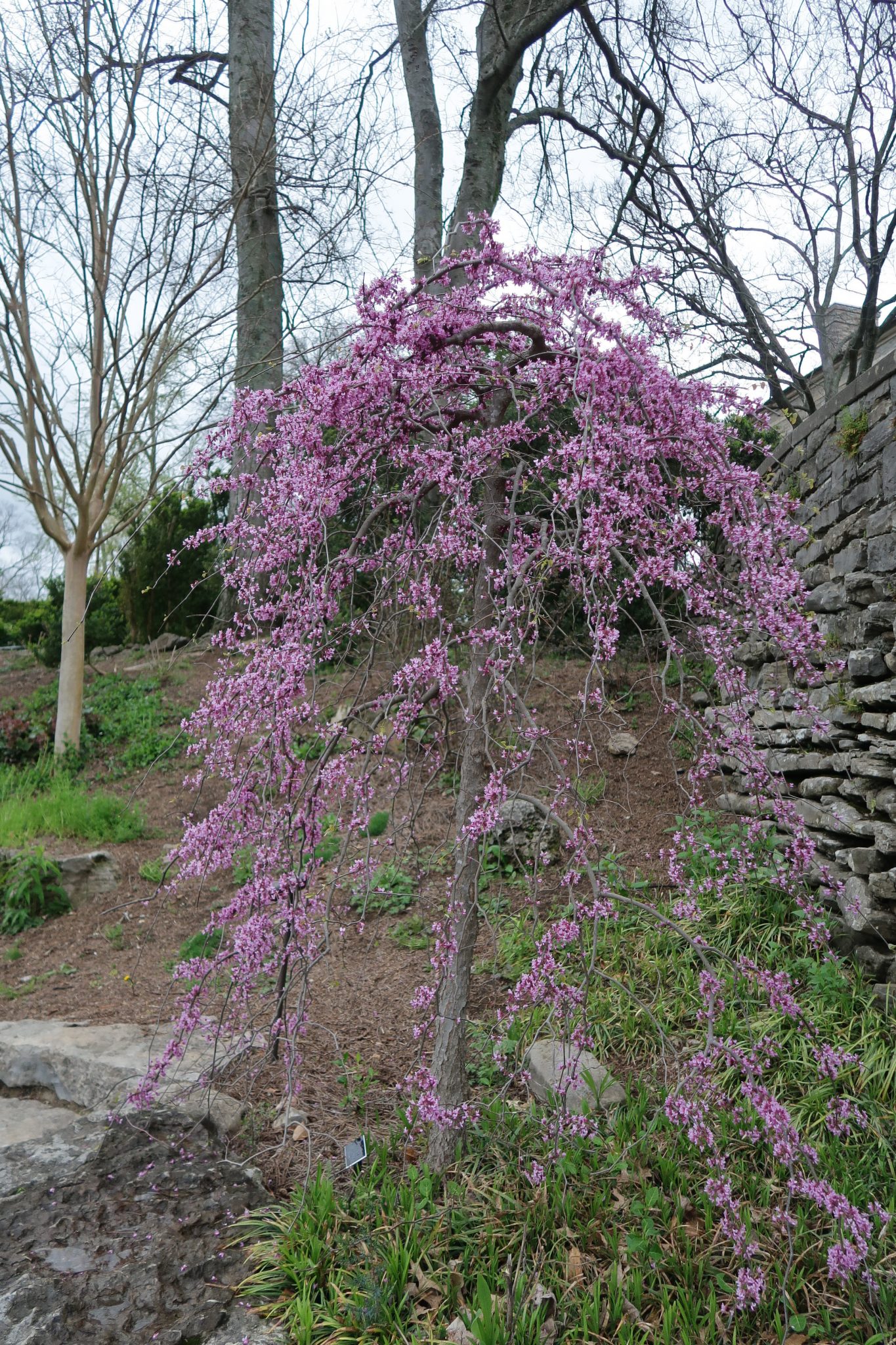 Cercis-canadensis-Ruby-Falls-3-1365x2048