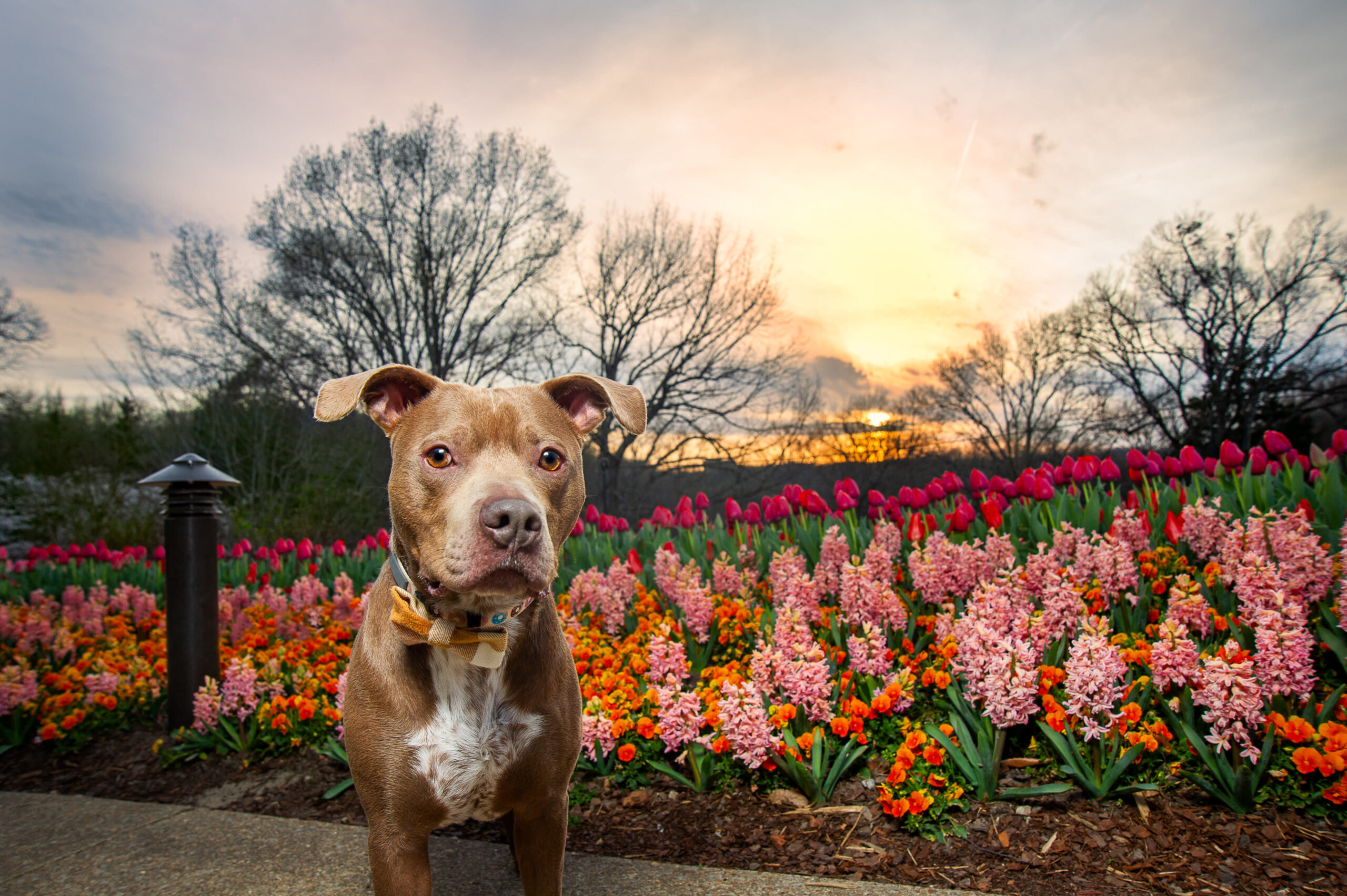 Dogs and dogwoods - Doggo in a field of flowers at Cheekwood