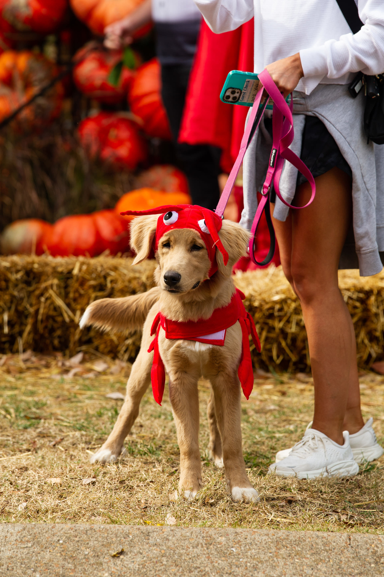 Halloween Pooch Party. Photo by Wendy O'Barr. Courtesy of Cheekwood Estate & Gardens.