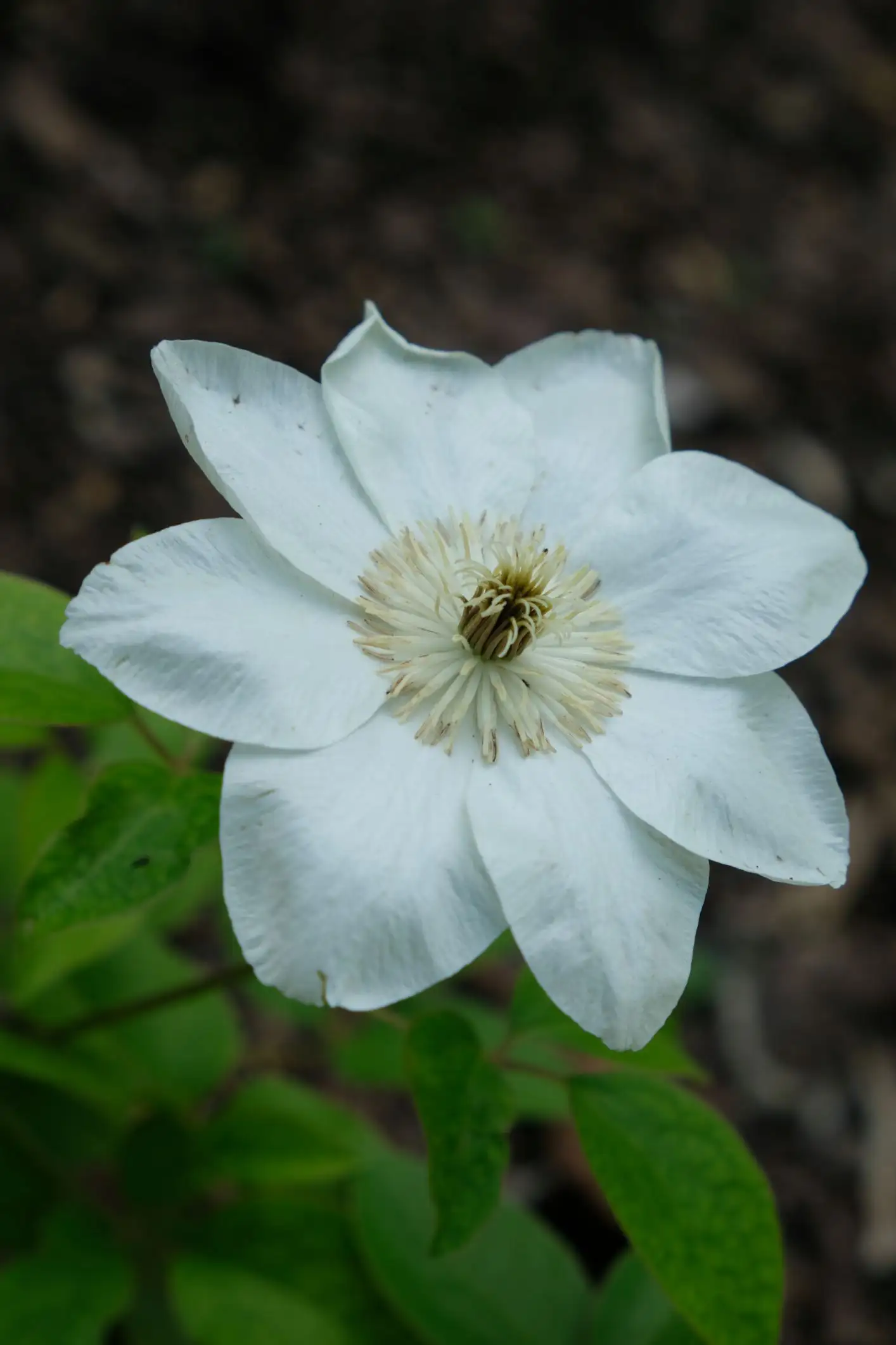 Clematis 'Guernsey Cream'