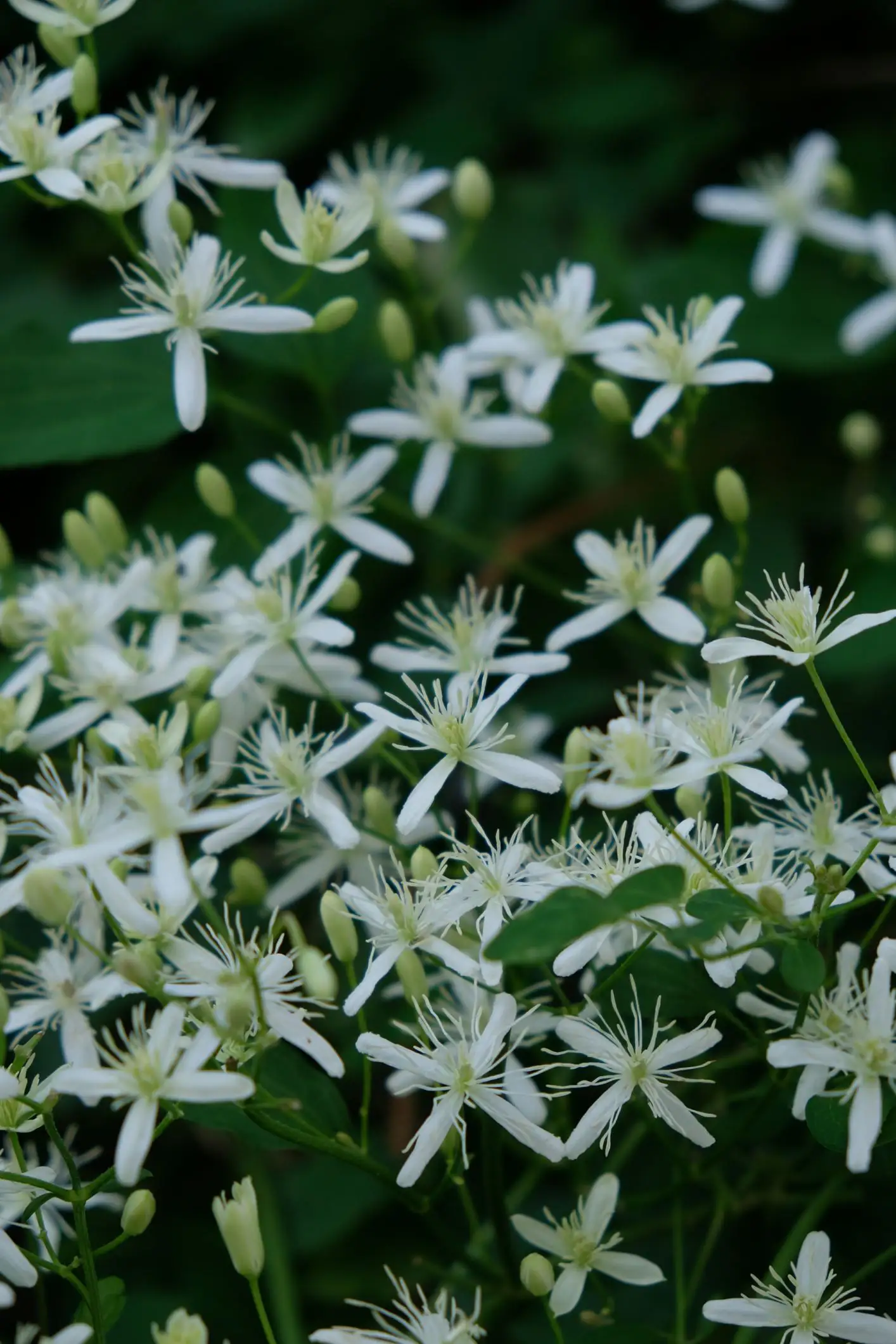 Clematis virginiana