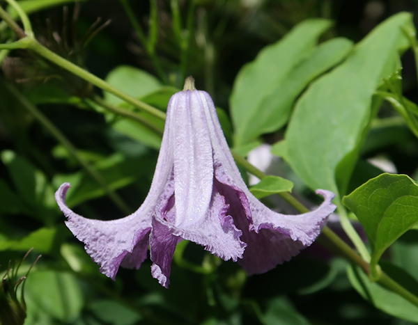 Clematis-viticella-Betty-Corning