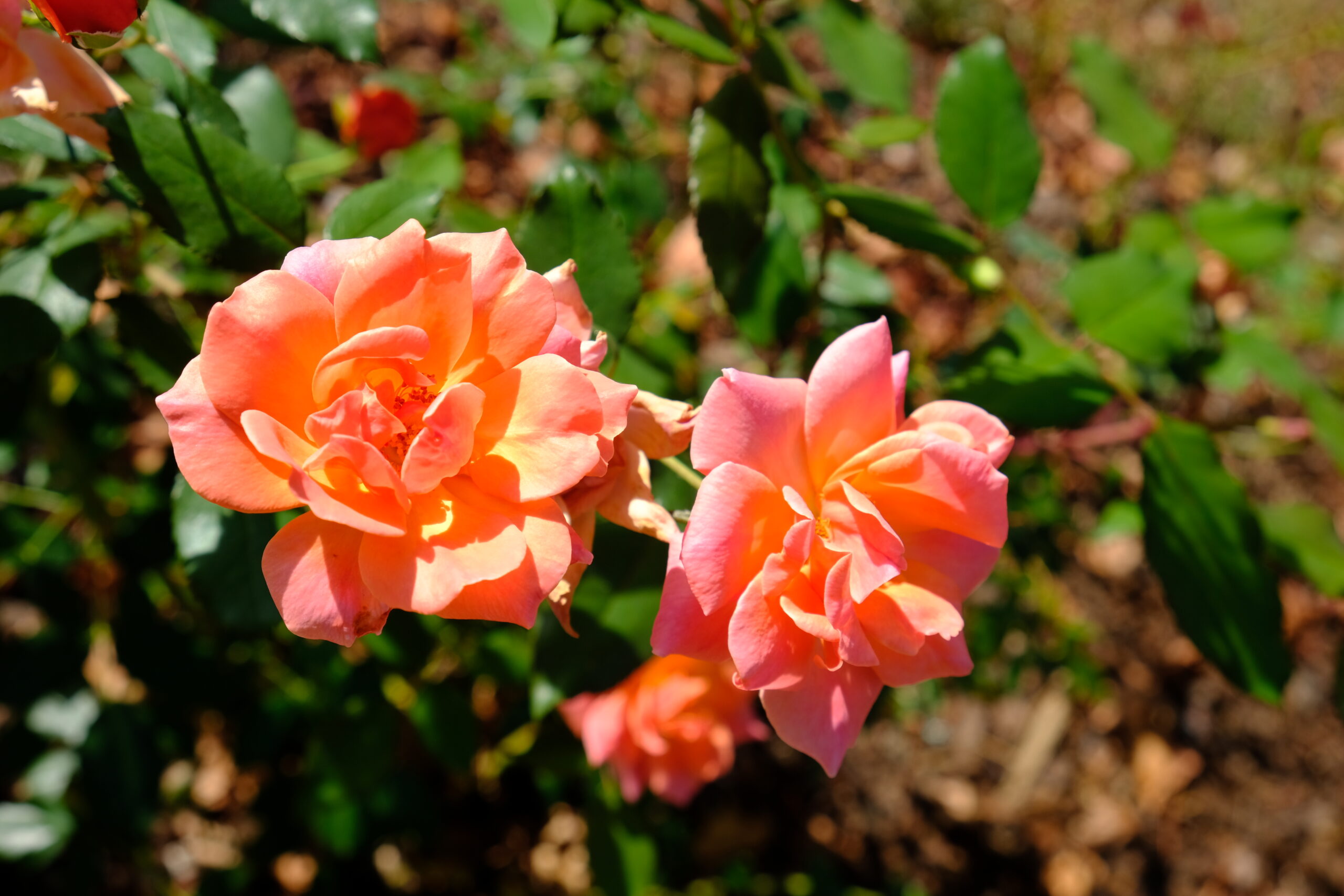Coral Knock Out Rose CG Oct