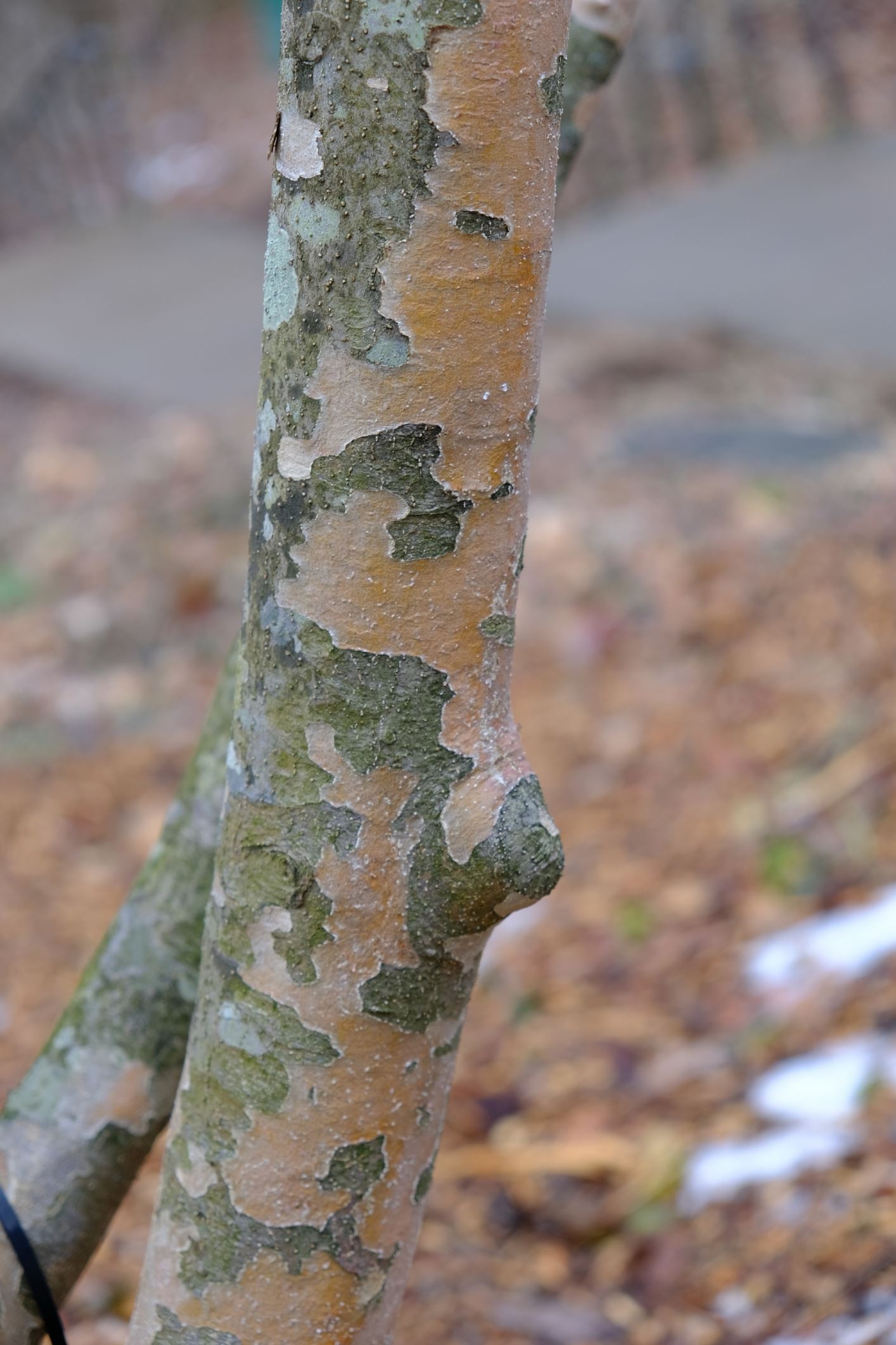 Cornus kousa var. chinensis 'Milky Way'