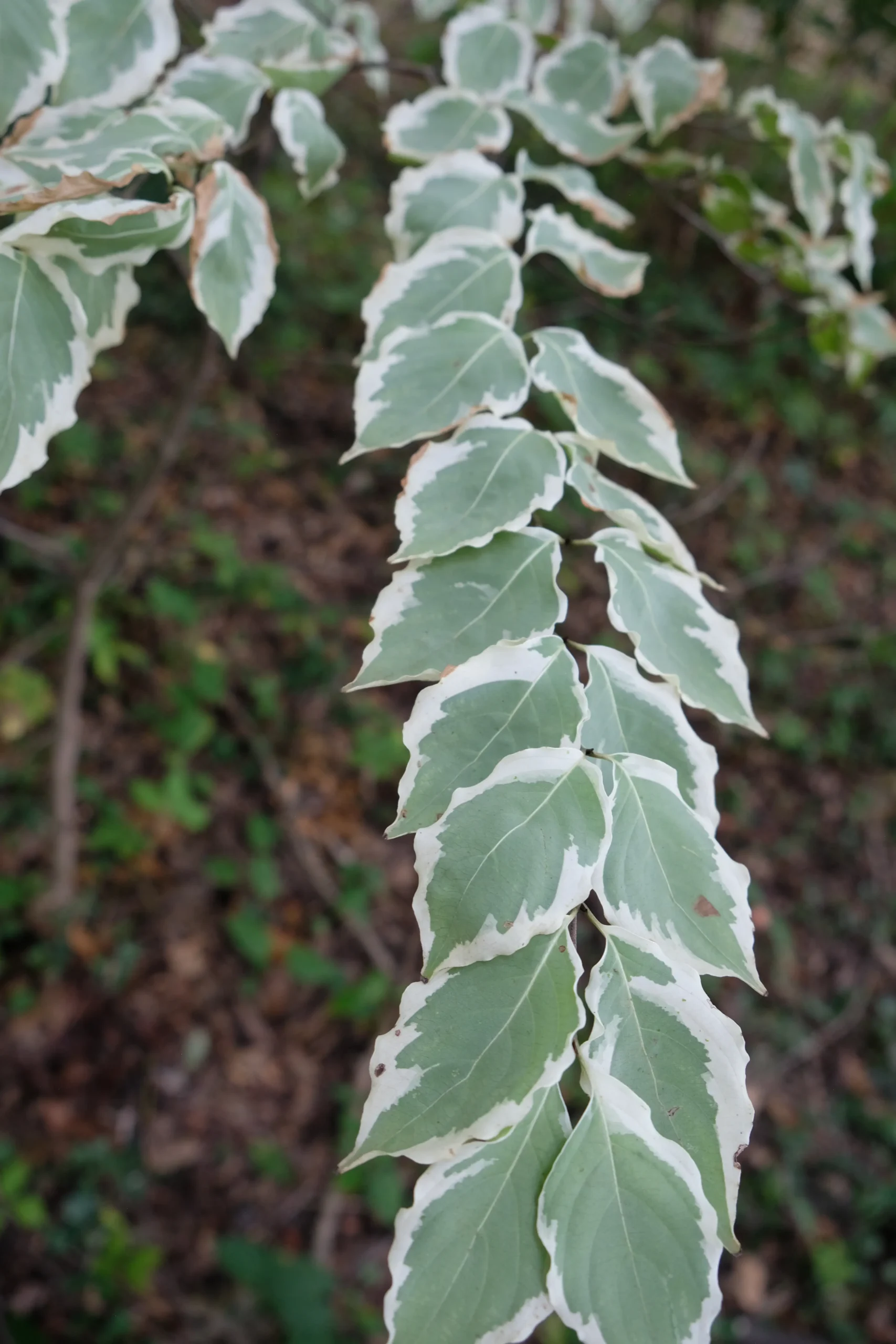 Cornus kousa var. chinensis 'Samzam'