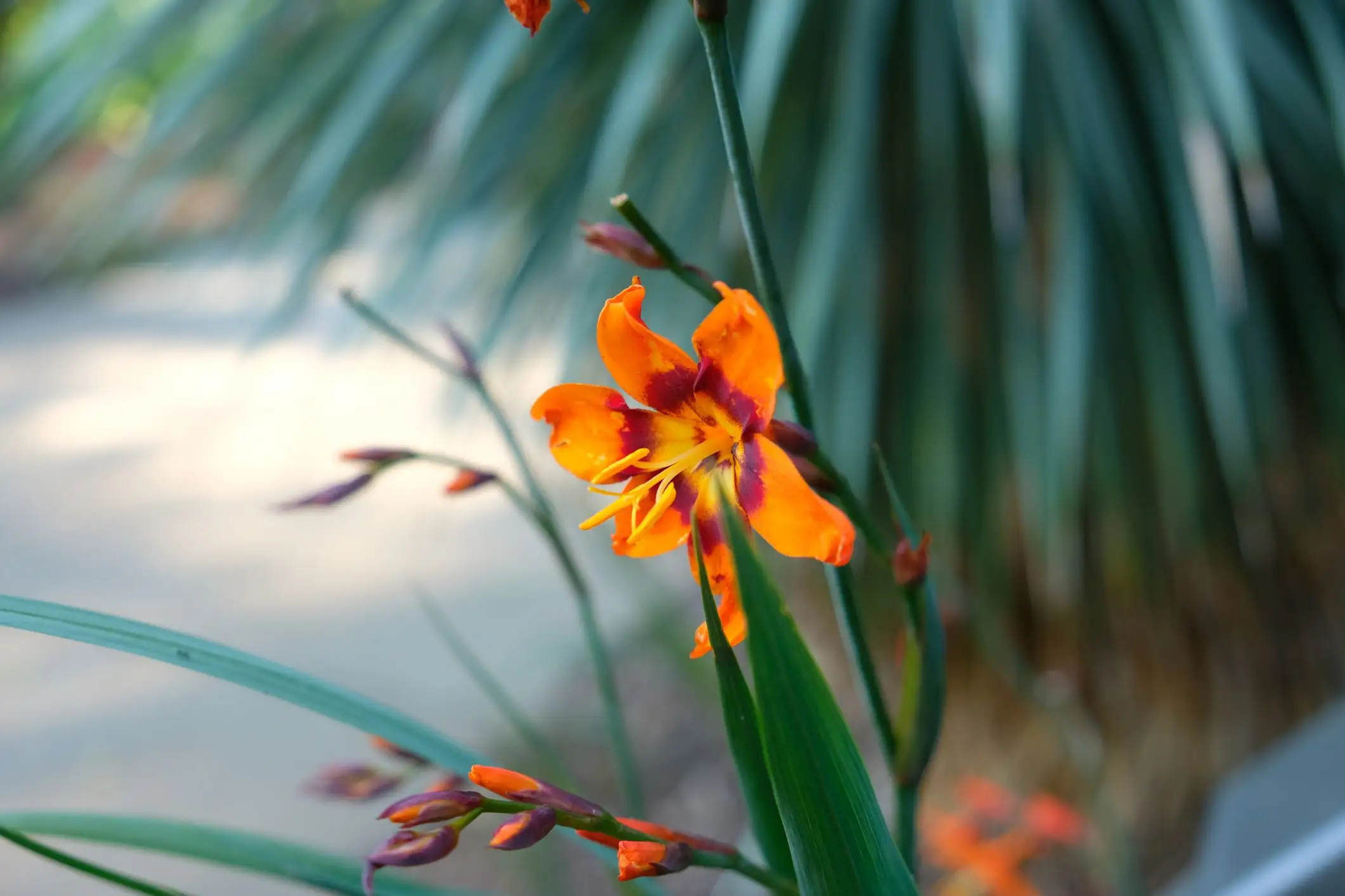 Crocosmia 'Emily McKenzie'
