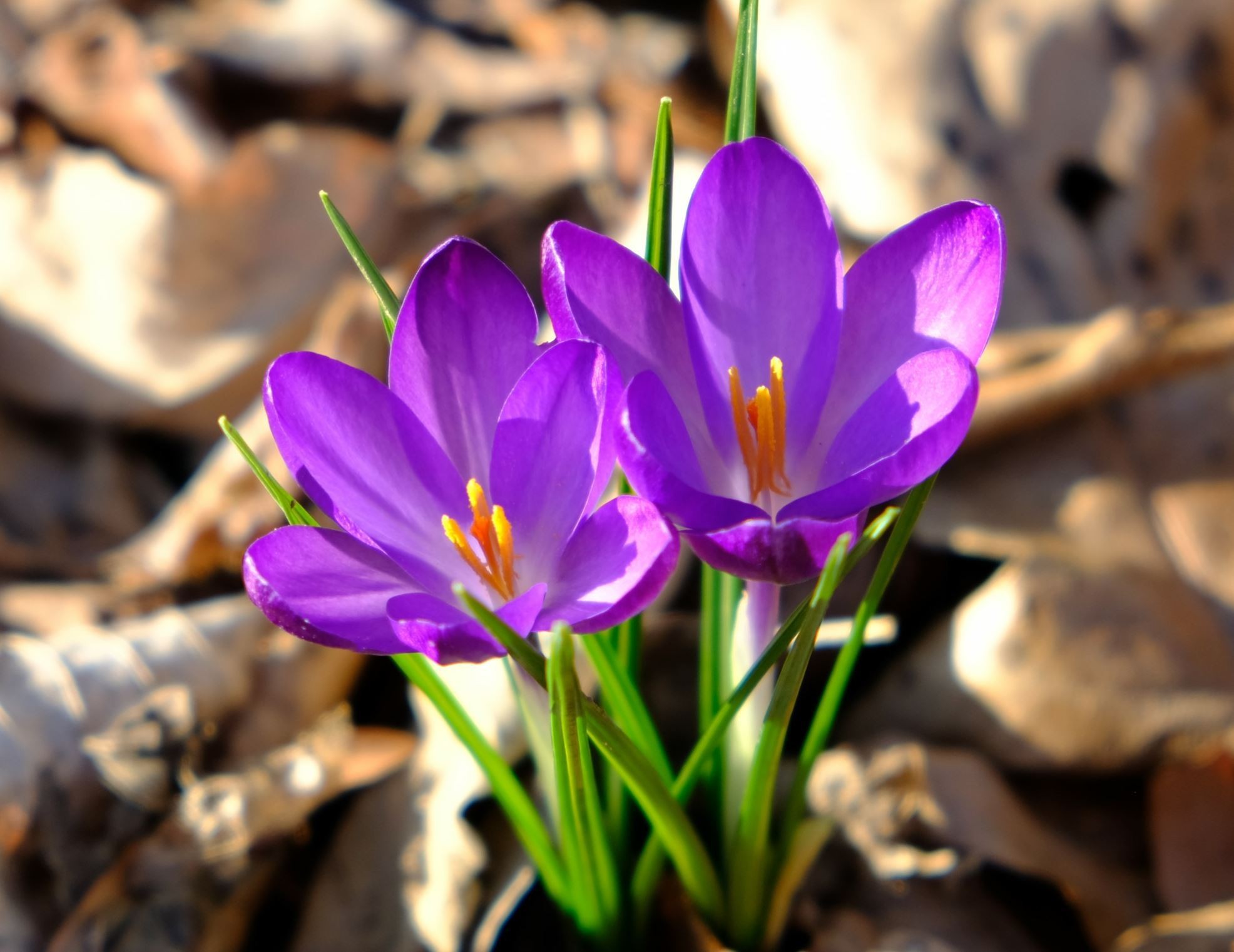 Crocus tommasinianus 'Ruby Giant'