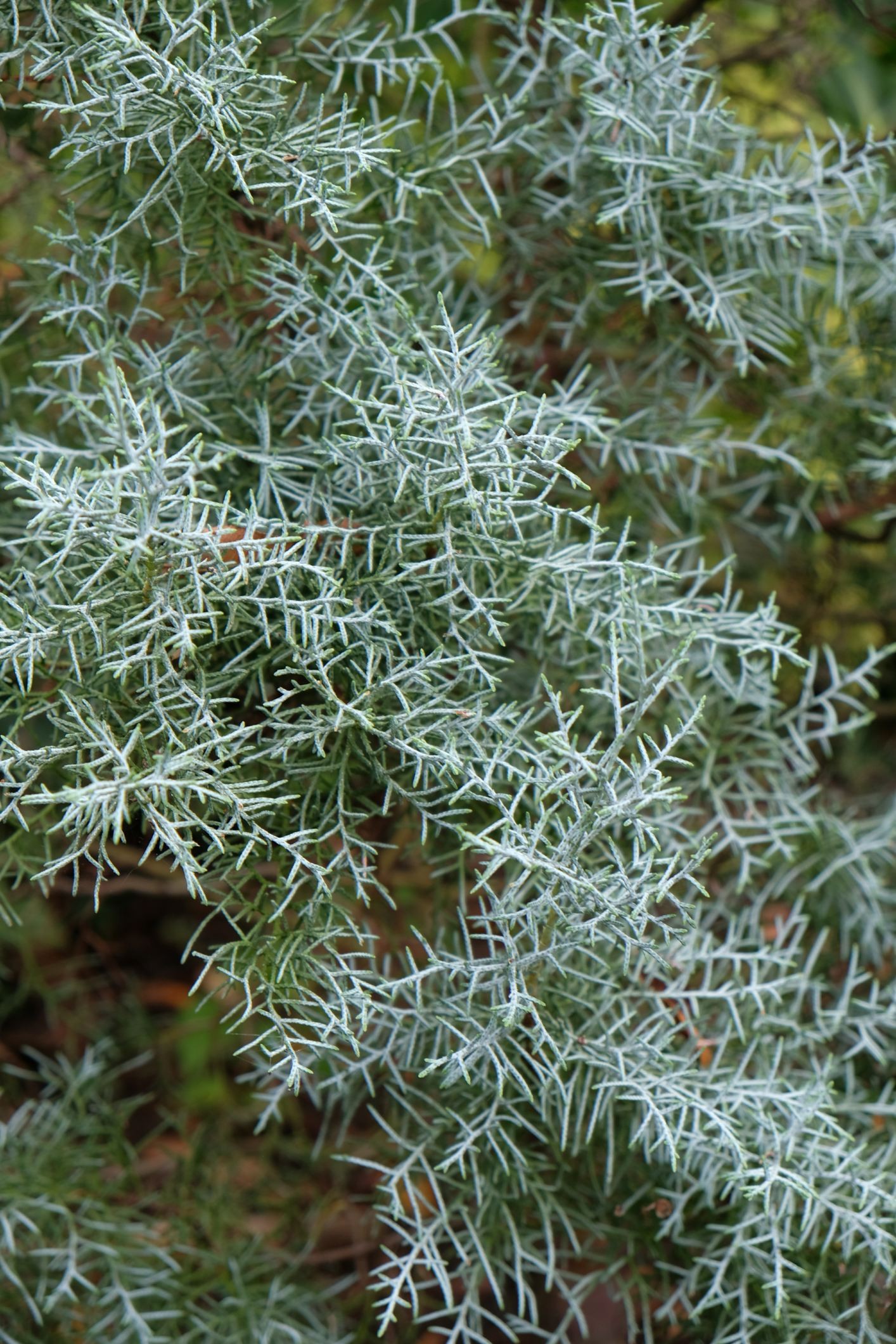 Cupressus arizonica 'Blue Ice'