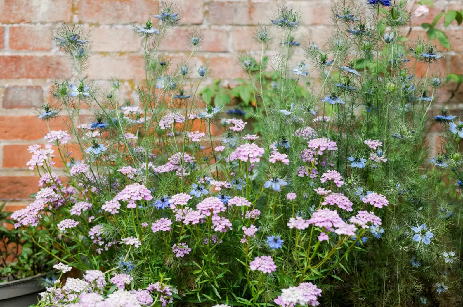 Cut Flower Gardening Sowing for Next Spring-001