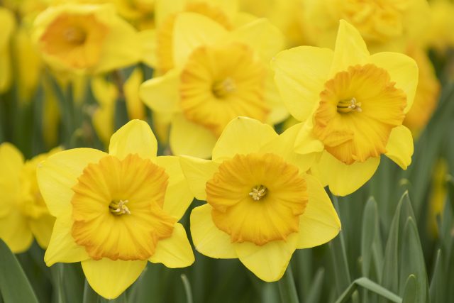Photo of yellow daffodils at Cheekwood, 2019
