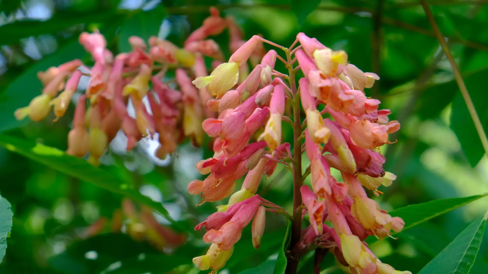 Designing with Native Plants