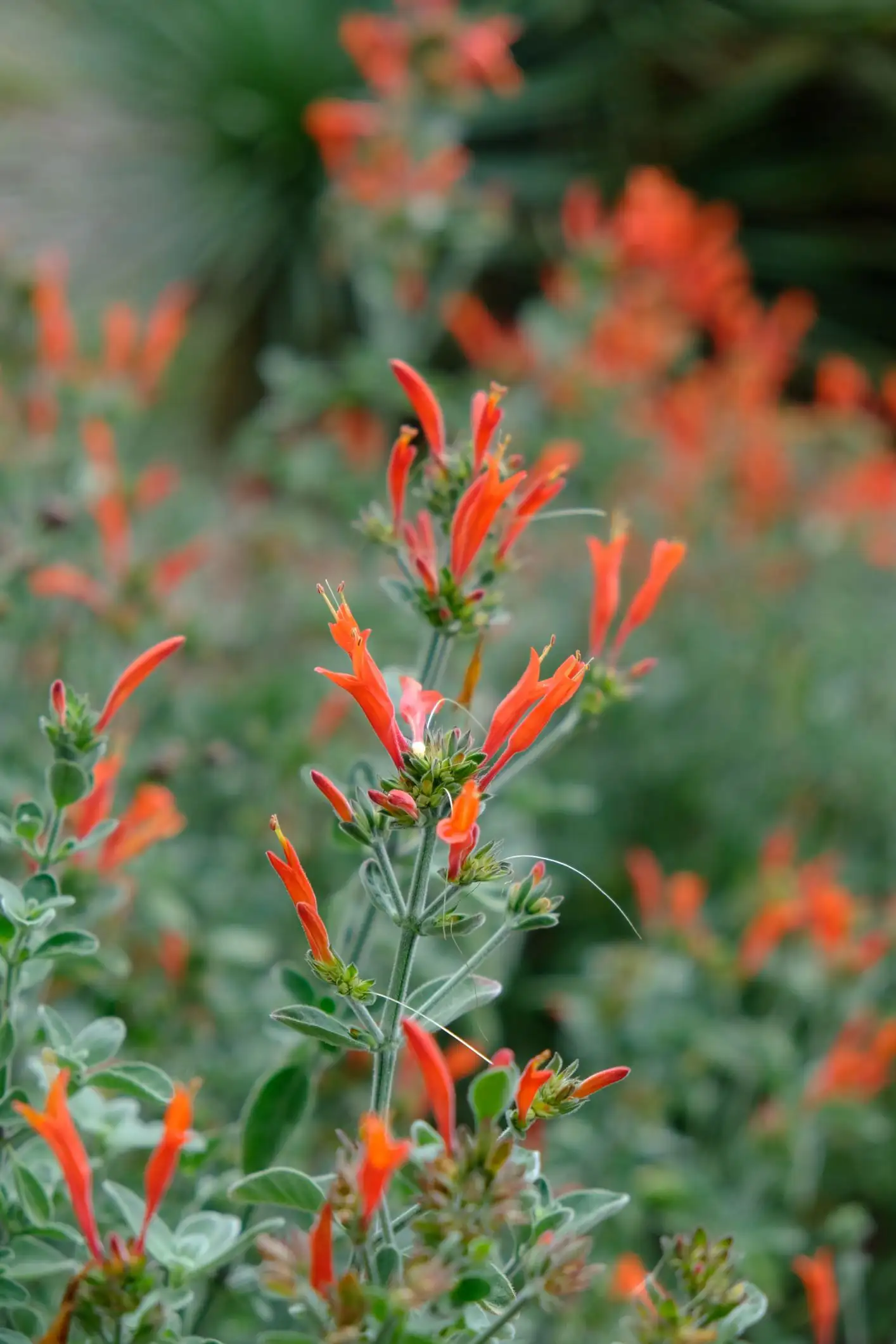 Dicliptera suberecta