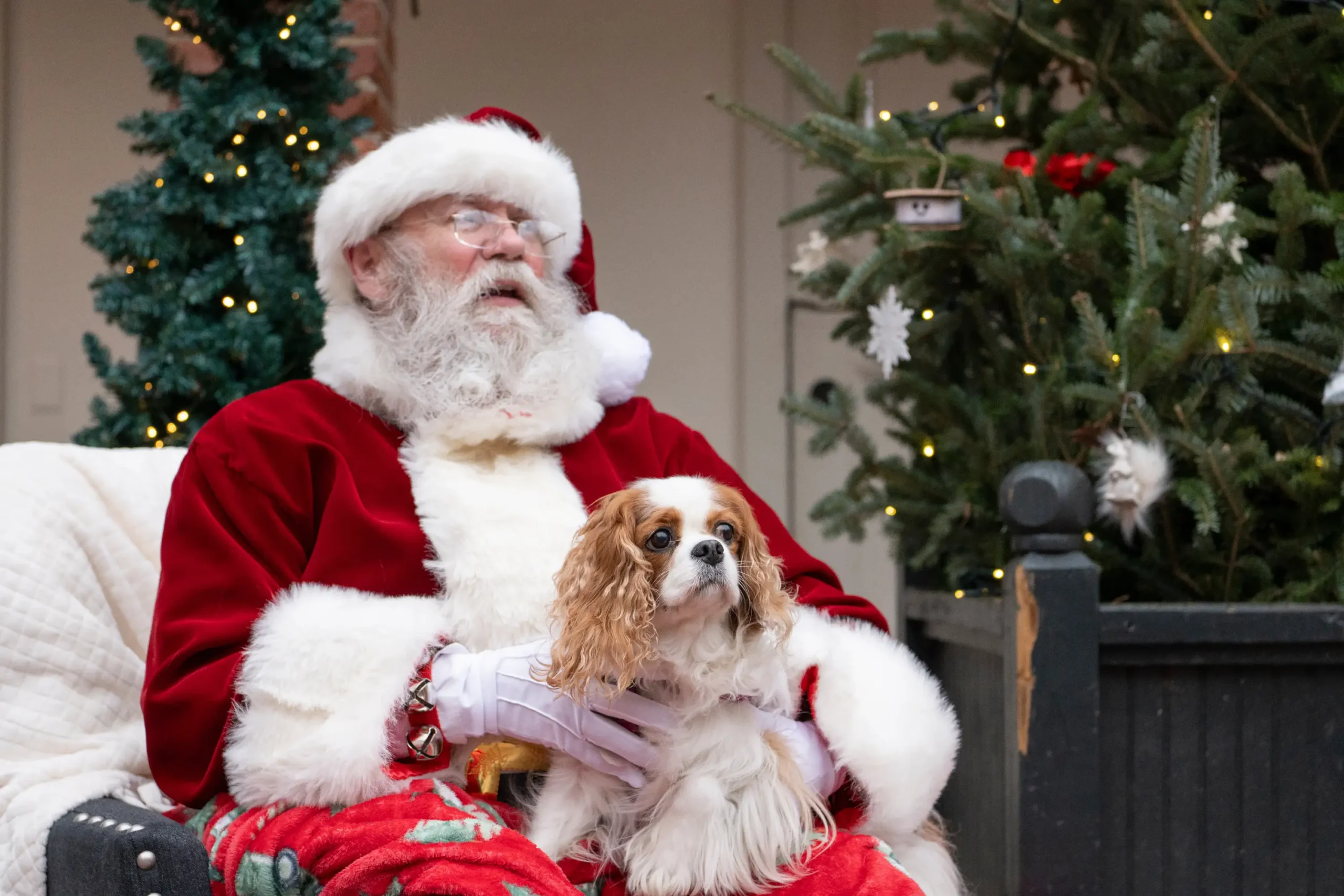 Dog Visits with Santa 2025_DSC1489