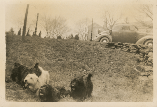 Dogs at Cheekwood, 1935