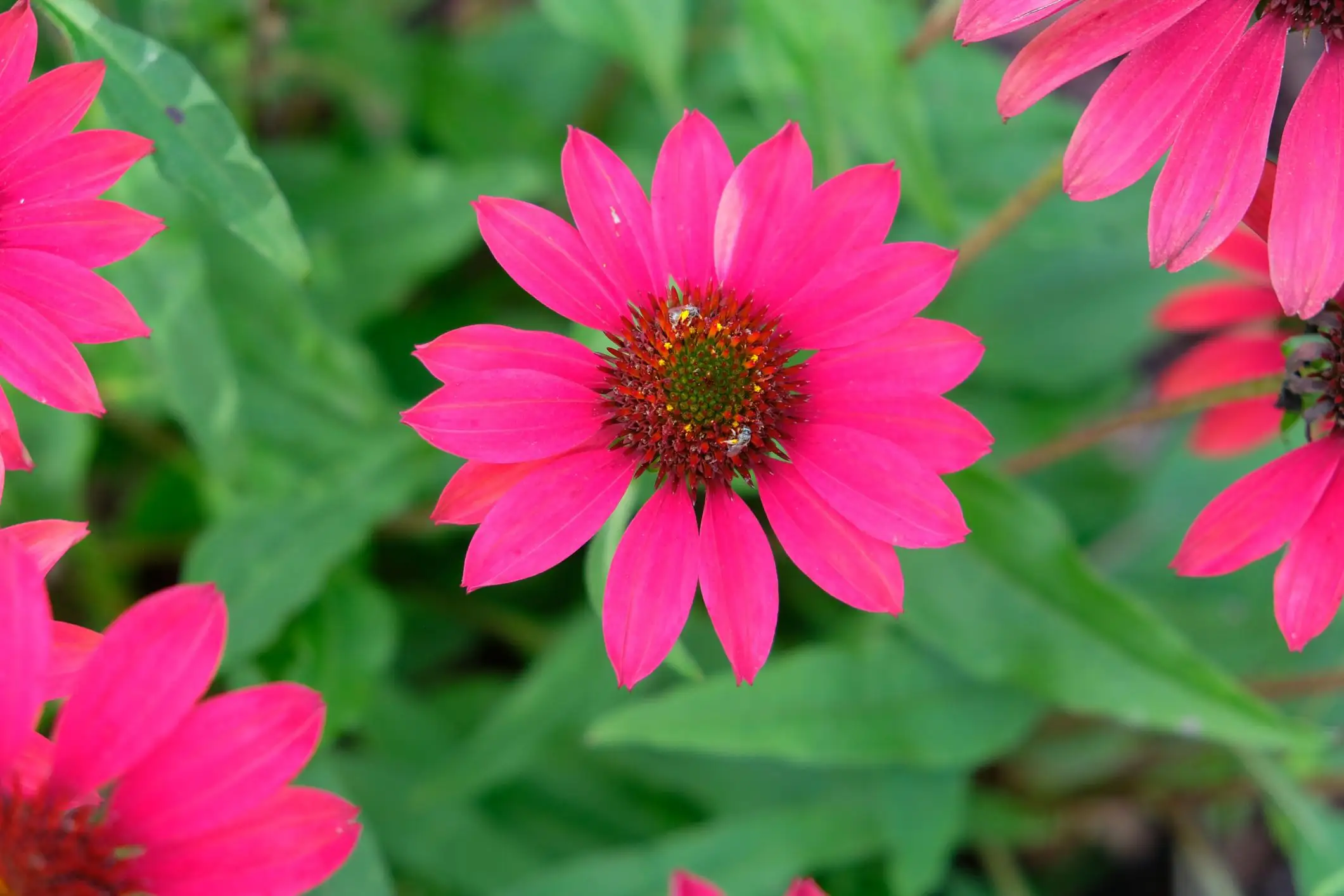 Echinacea 'Balsombabur' Sombrero® Baja Burgundy