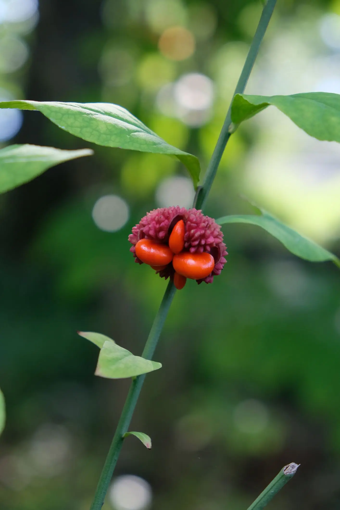 Euonymus americanus