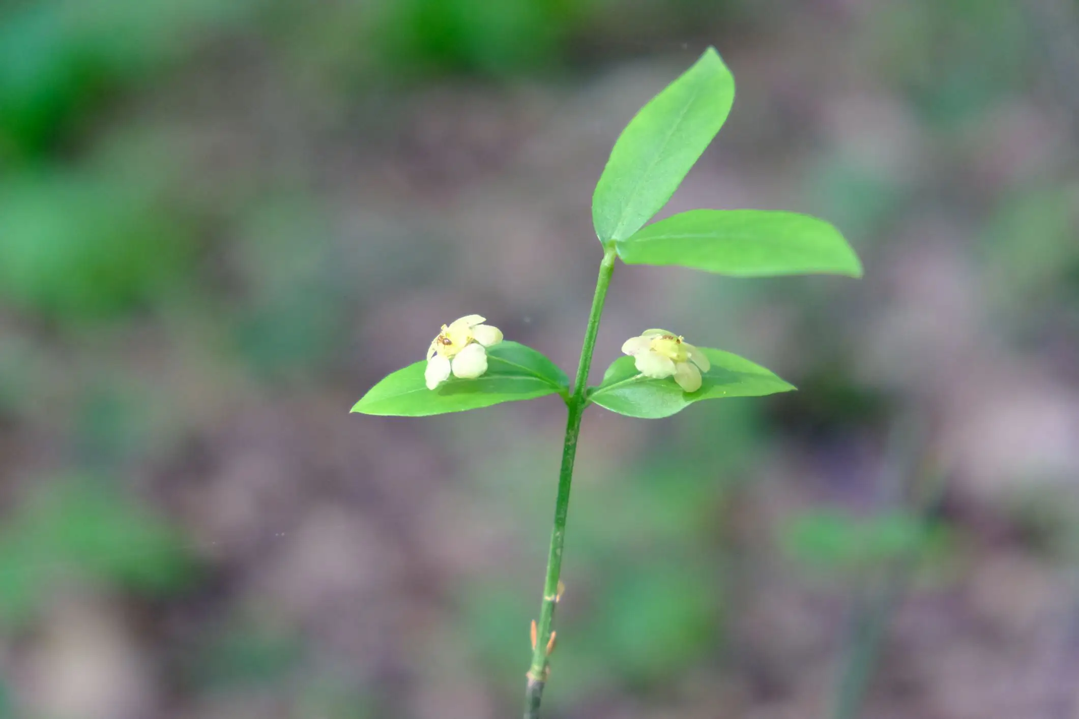Euonymus americanus