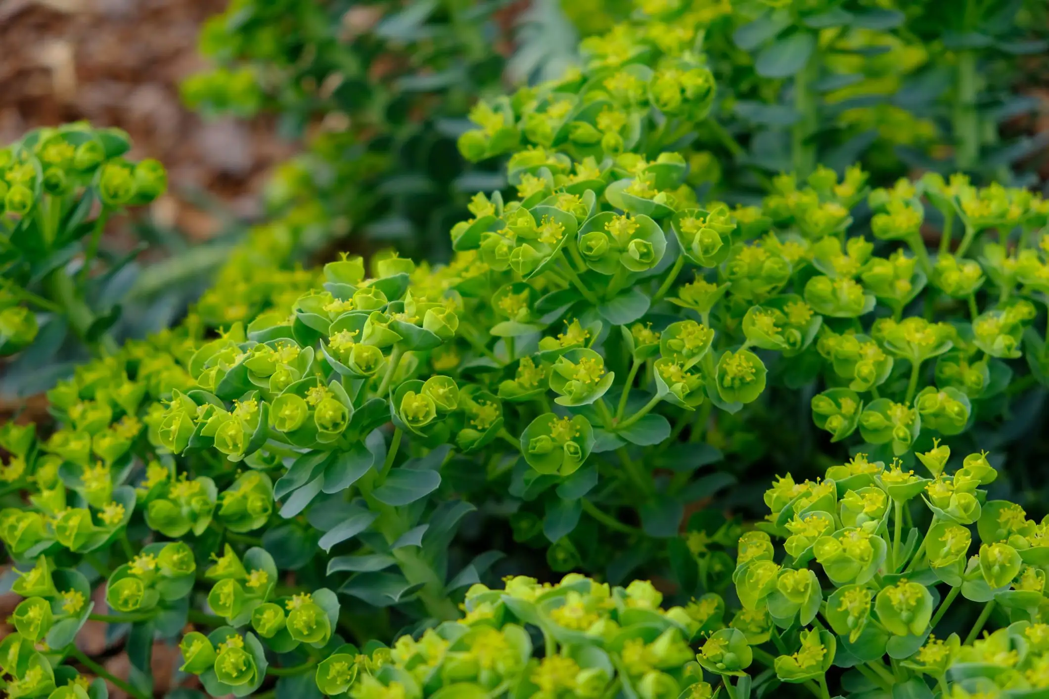 Euphorbia myrsinites