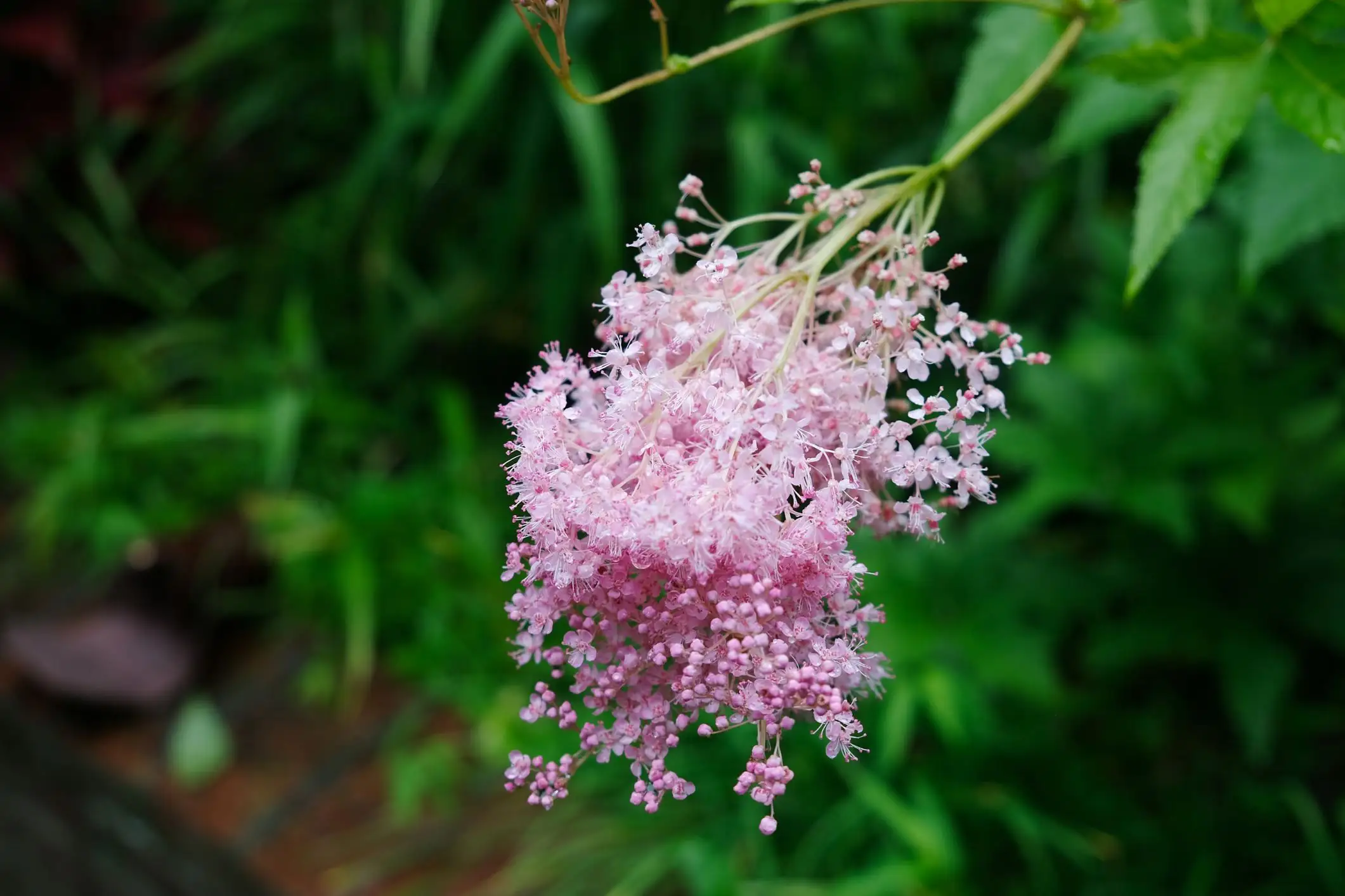 Filipendula rubra